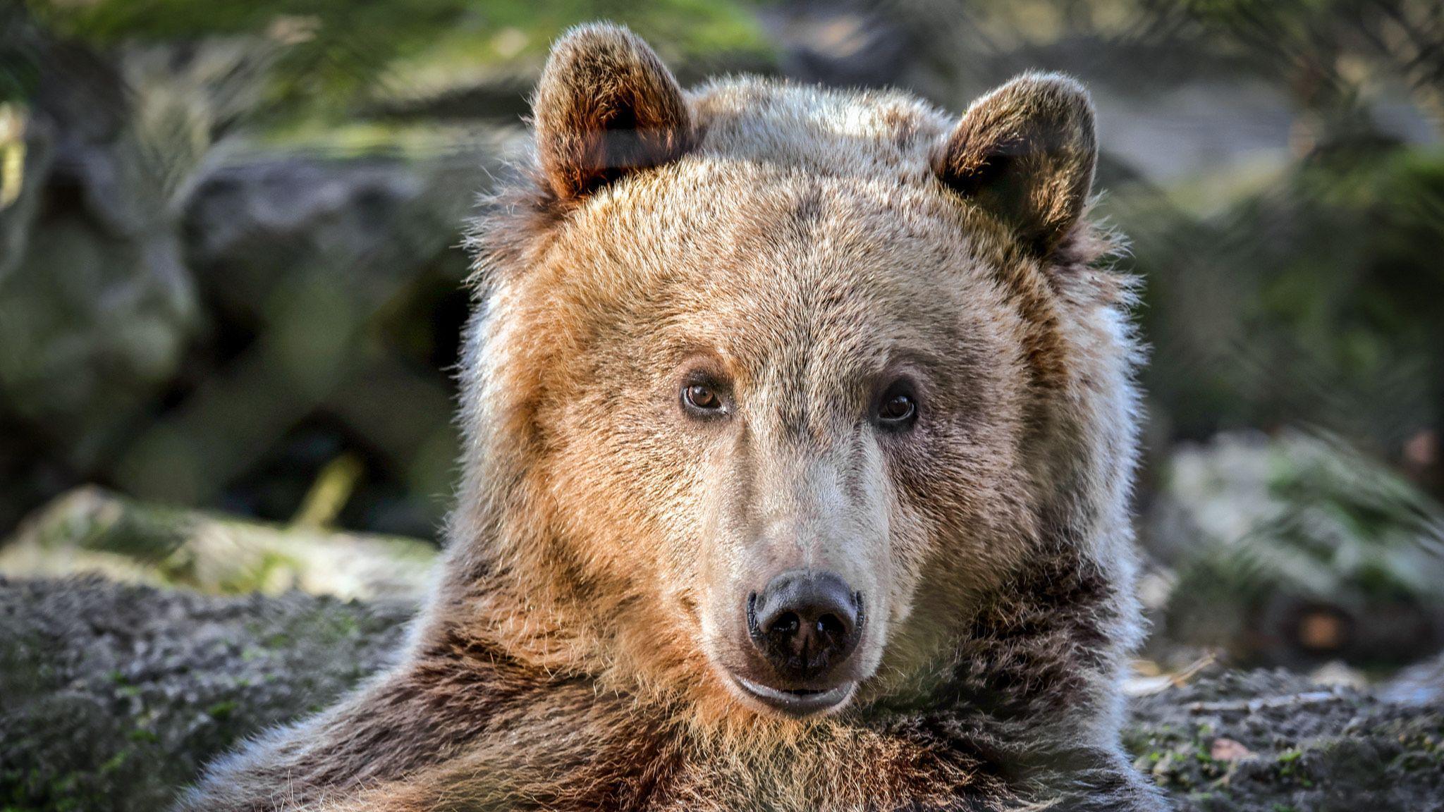 A young brown bear with a pale face sits with his back against a tree. 