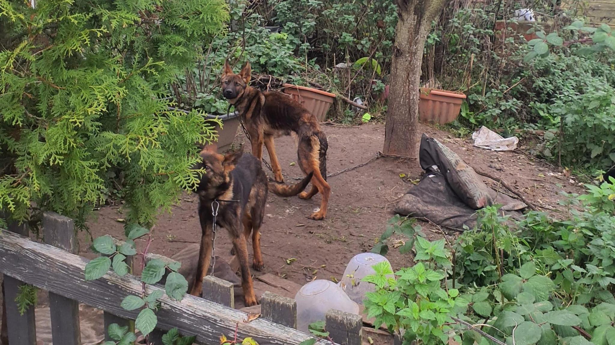 Two emaciated dogs stand in an overgrown garden. One is chained to a tree and the other appears to be chained to a garden fence. There are bits of wood and discarded plant pots present around them.