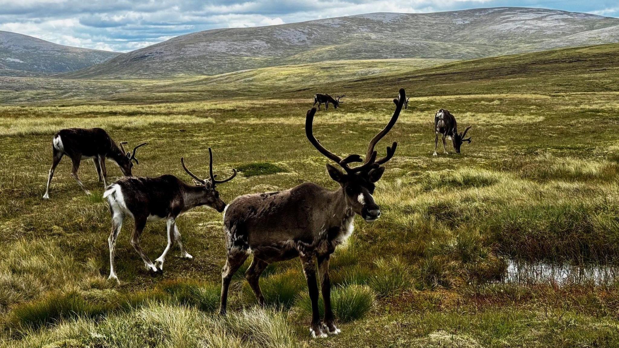 Four reindeer standing on a grassy hillside. The grass is a mix of light and dark shades of brown and green. A small, shallow pool of water is seen in the lower part of the image. The reindeer are mainly brown in colour, with white patches of fur. All four have antlers on their heads. Rolling hills are visible in the background, with a cloudy sky above.