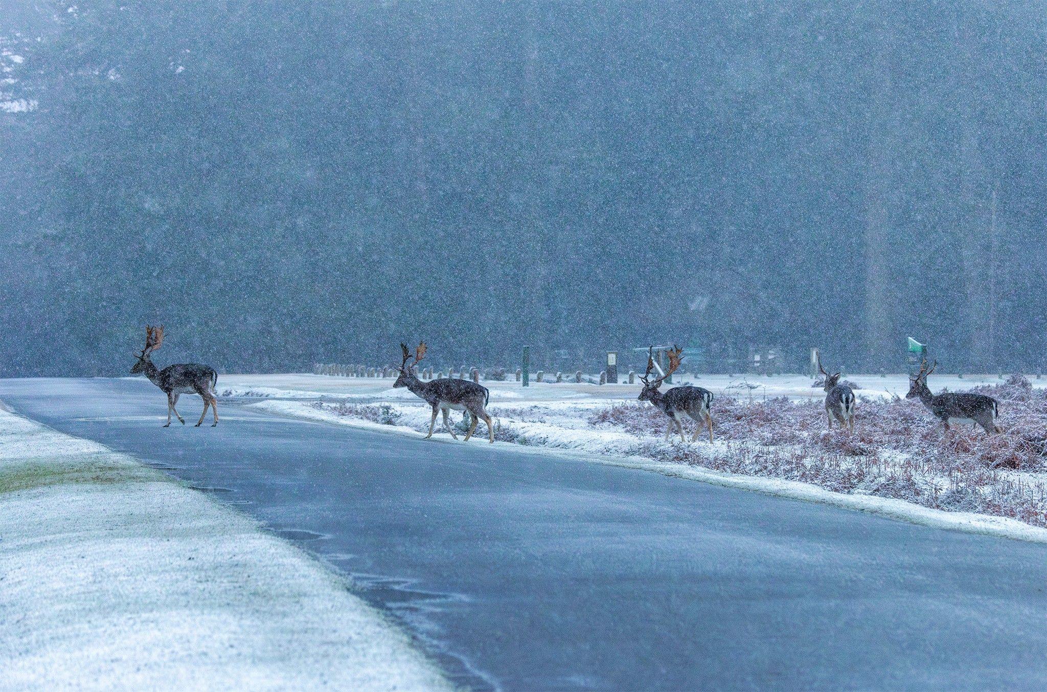 A line of five deer cross a road as snow falls.