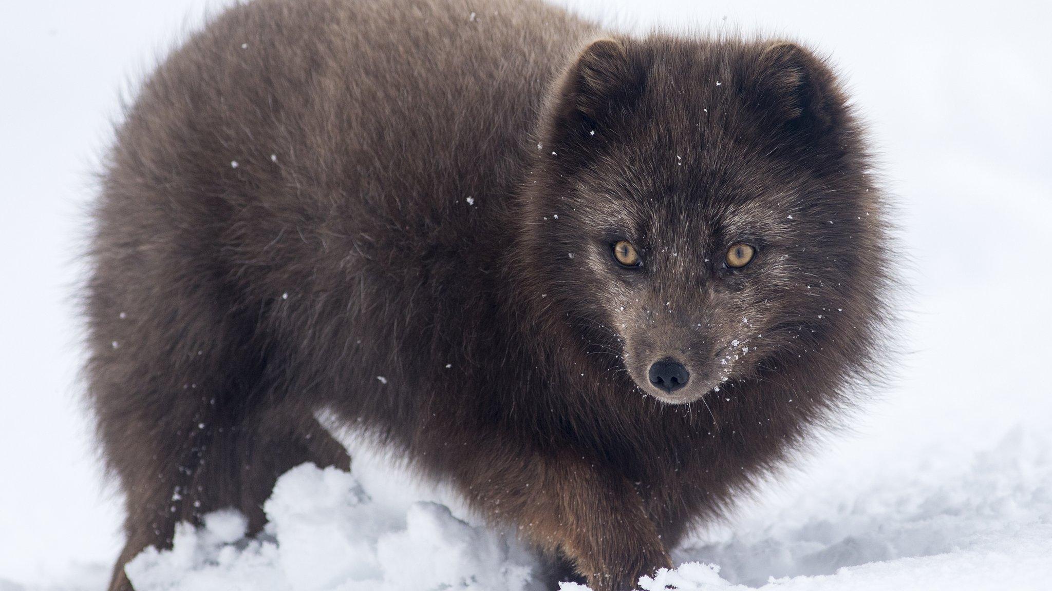 arctic-fox-in-iceland