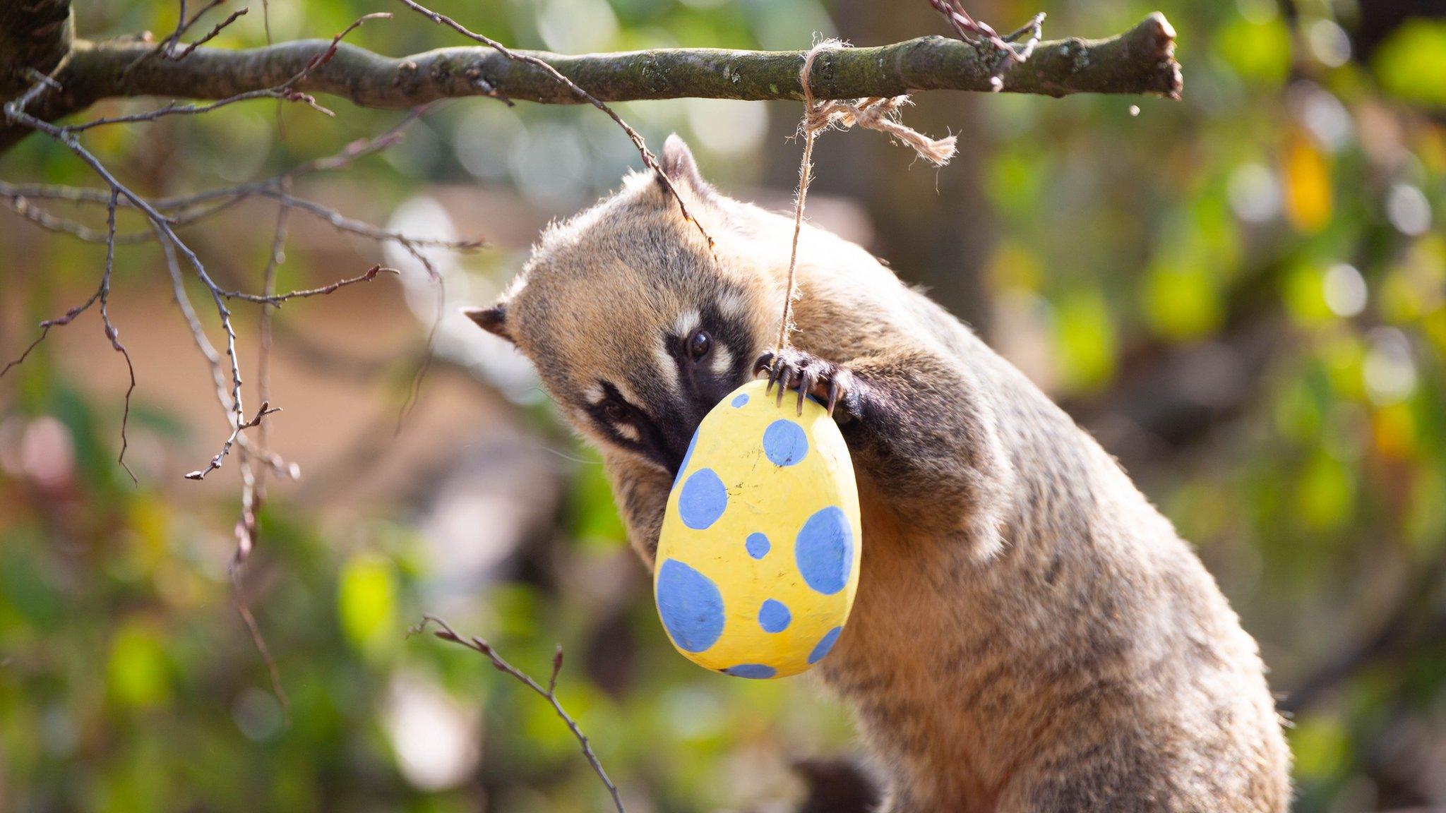 Coati gets treats from a fake egg.