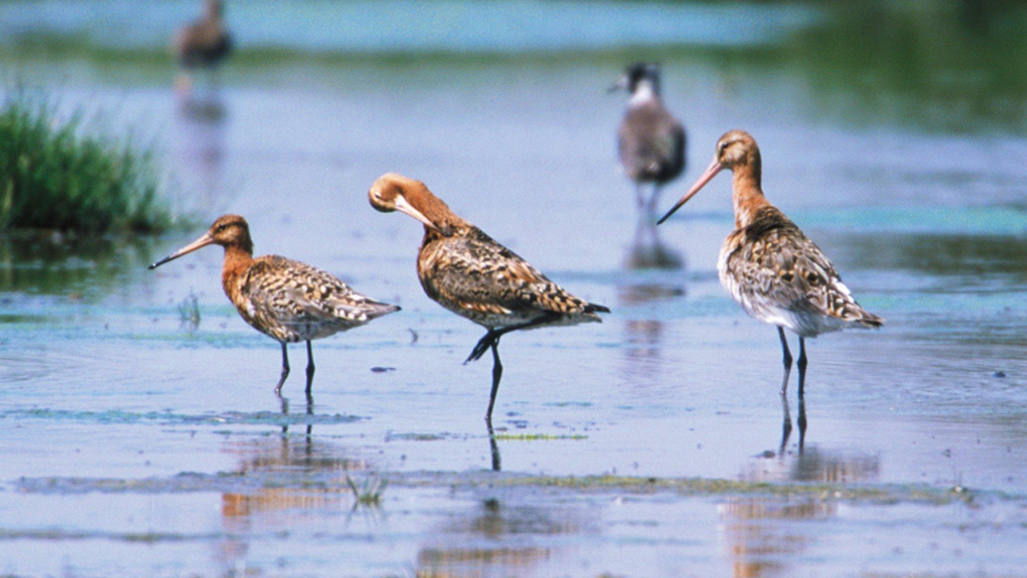 Black-tailed godwits