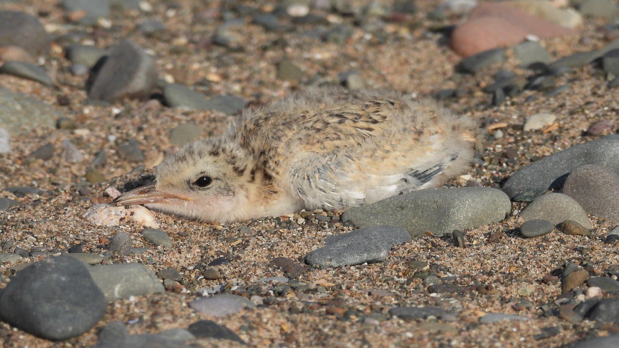 Little tern bird