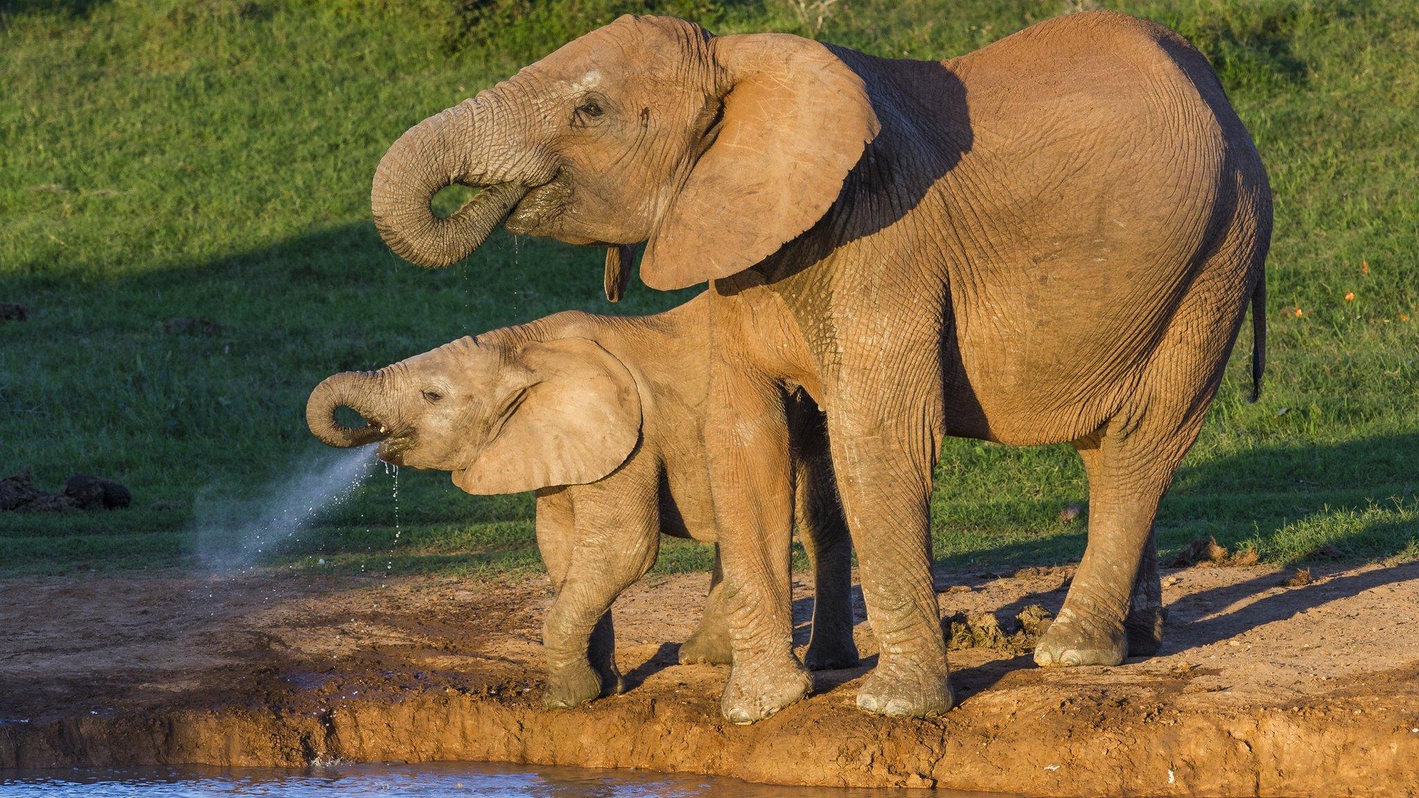 Elephants