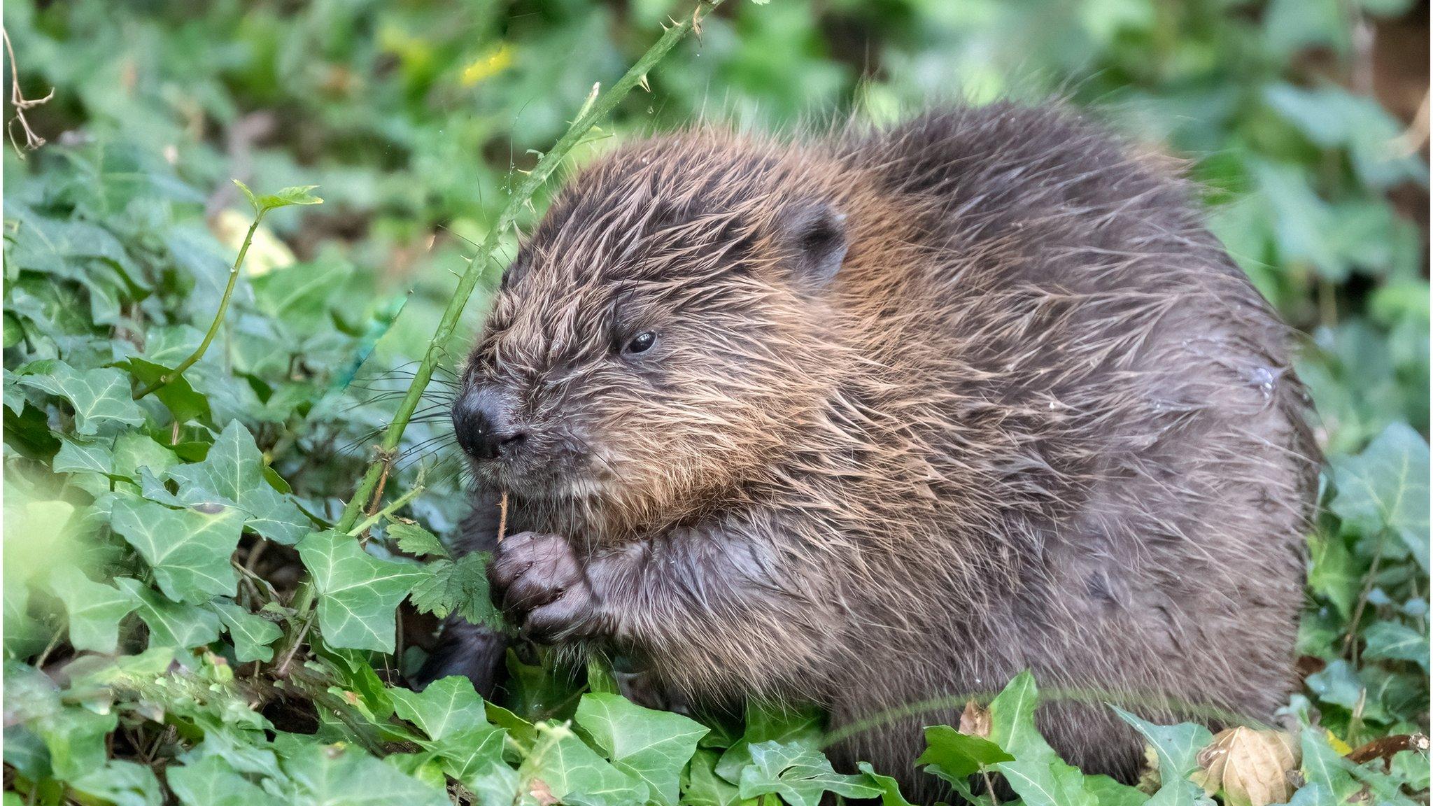 Beaver kit foraging at Holnicote Estate