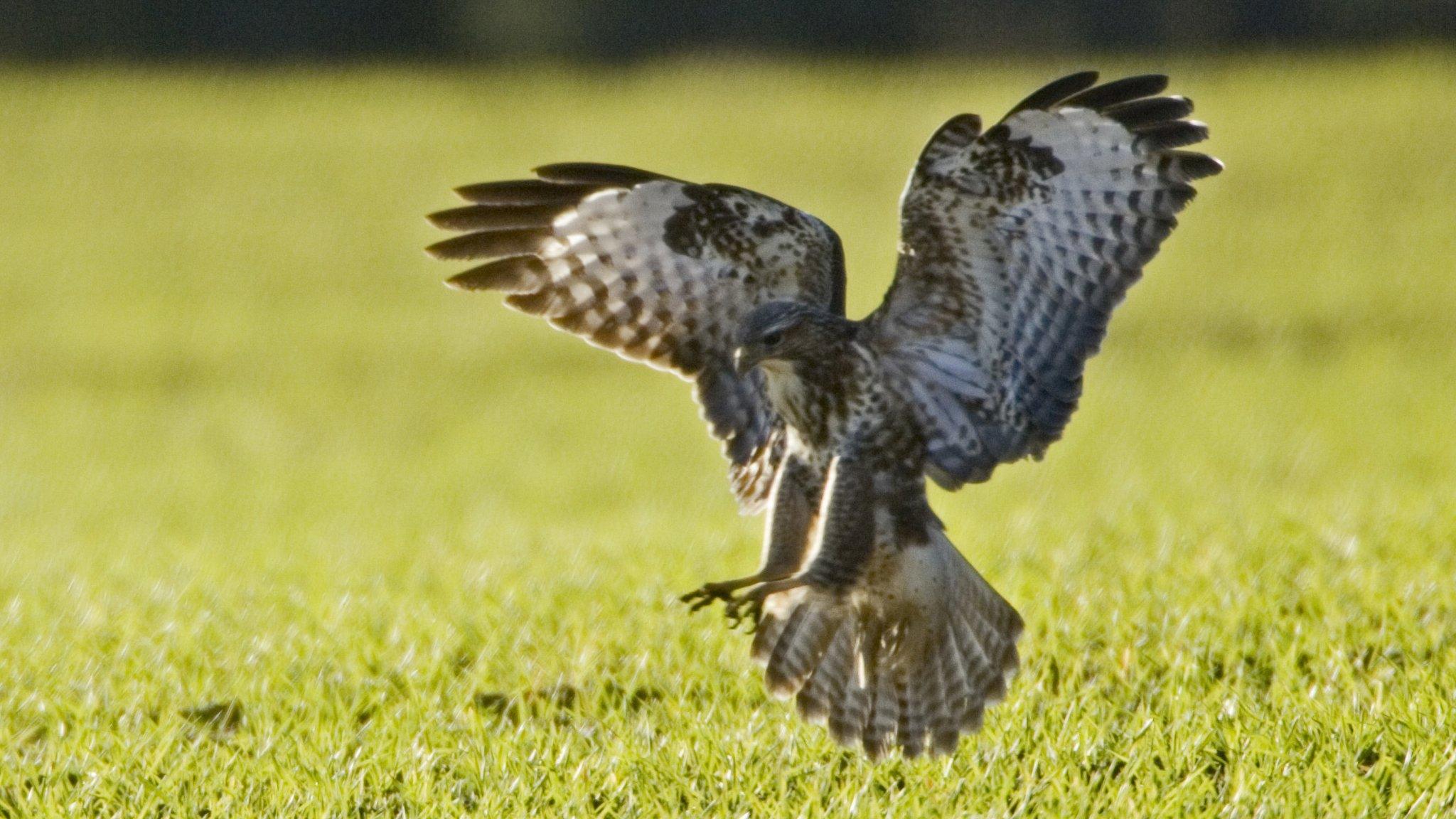 Buzzard