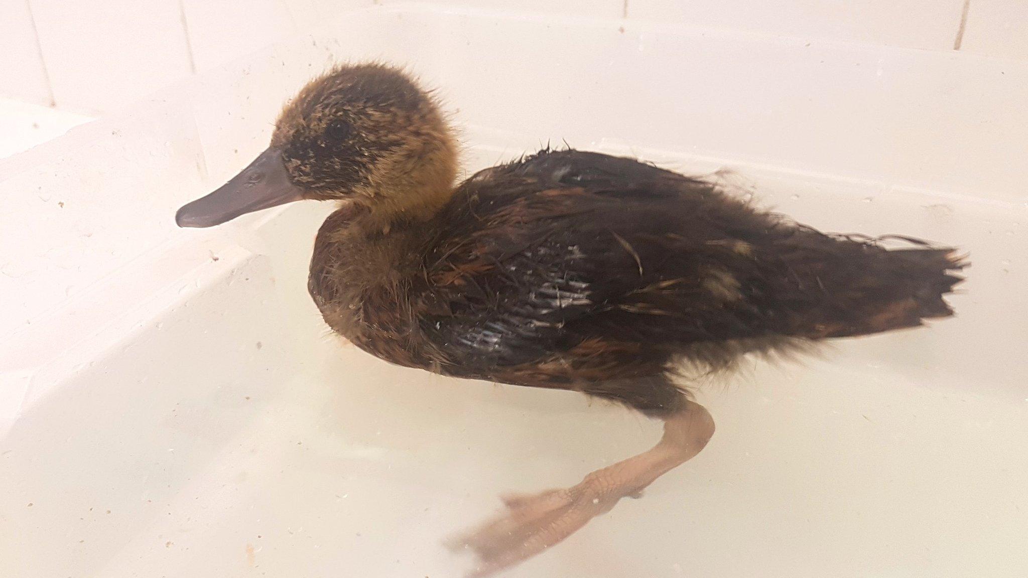 Duckling swimming in a sink