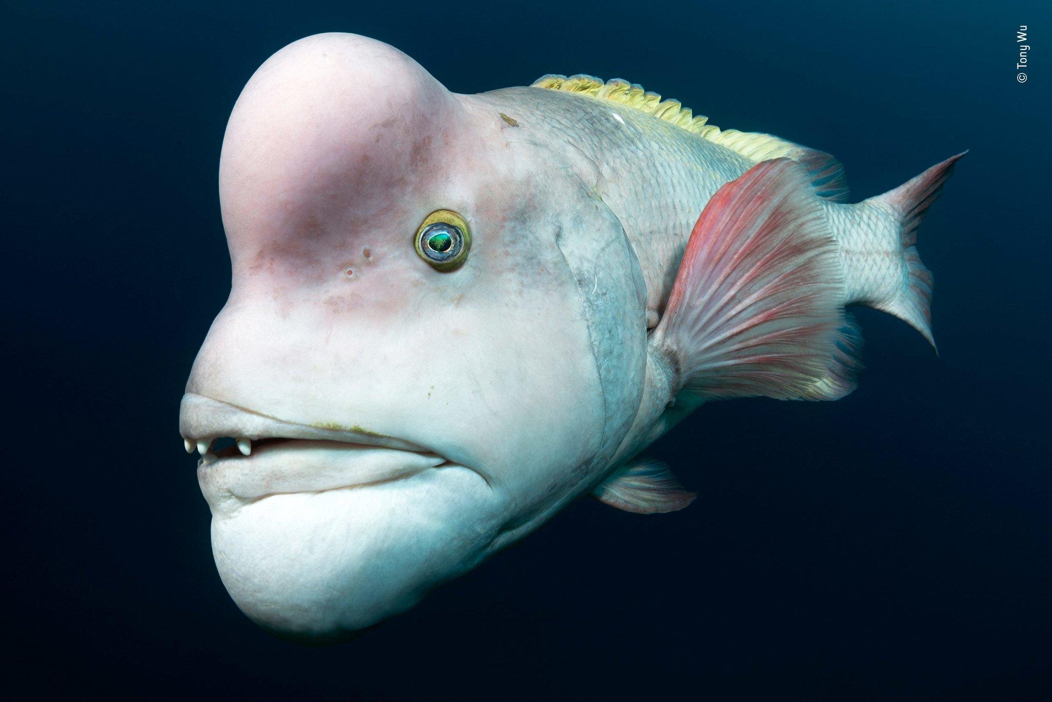 Asian sheepshead wrasse fish