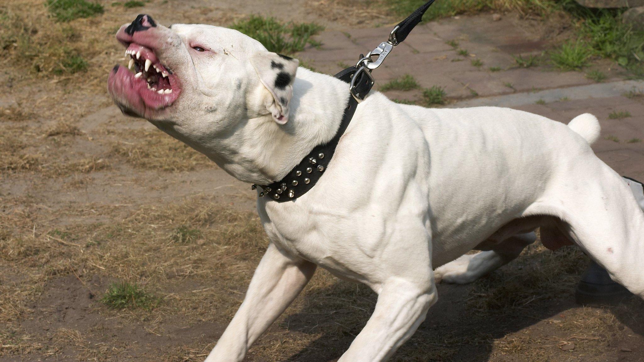 Snarling dog on a leash