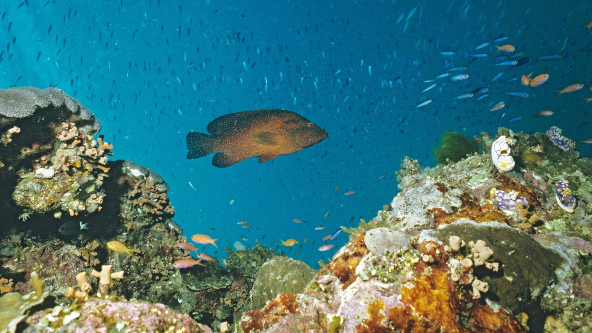 The-Great-Barrier-Reef-is-in-'very-poor'-condition