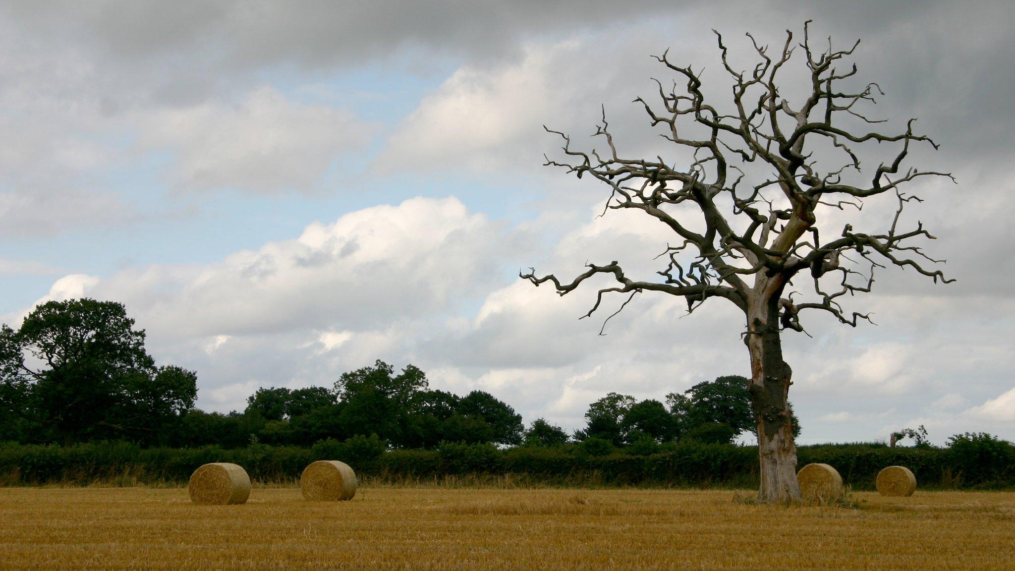 Farm with bales and ominous tree