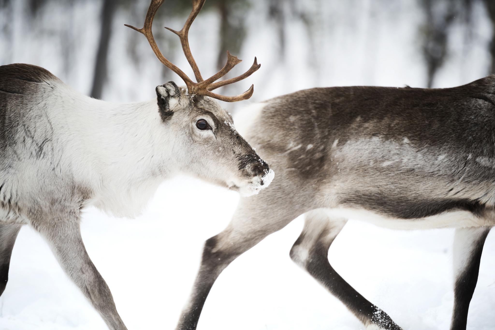 Reindeer in Finland