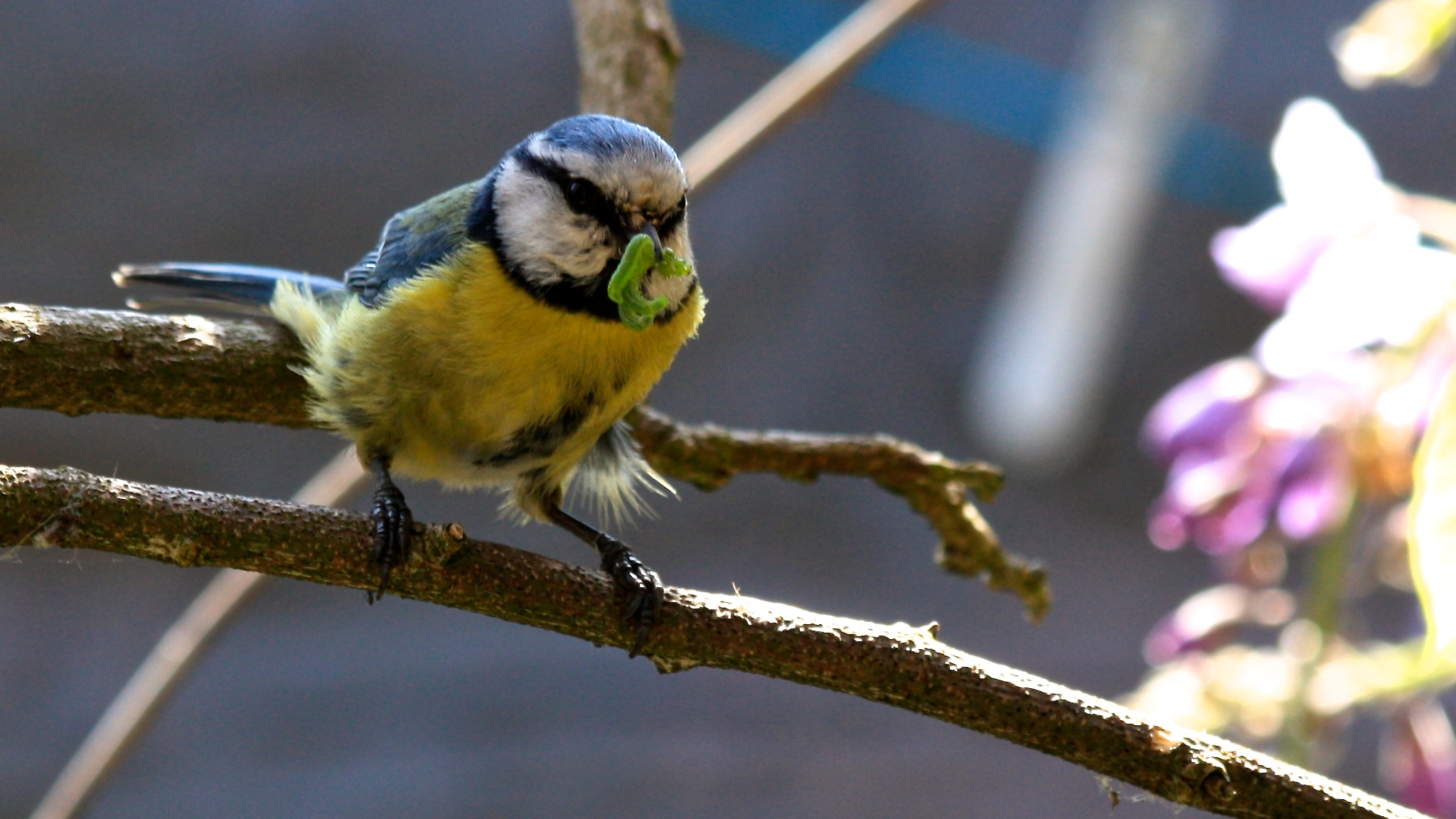 Blue tit