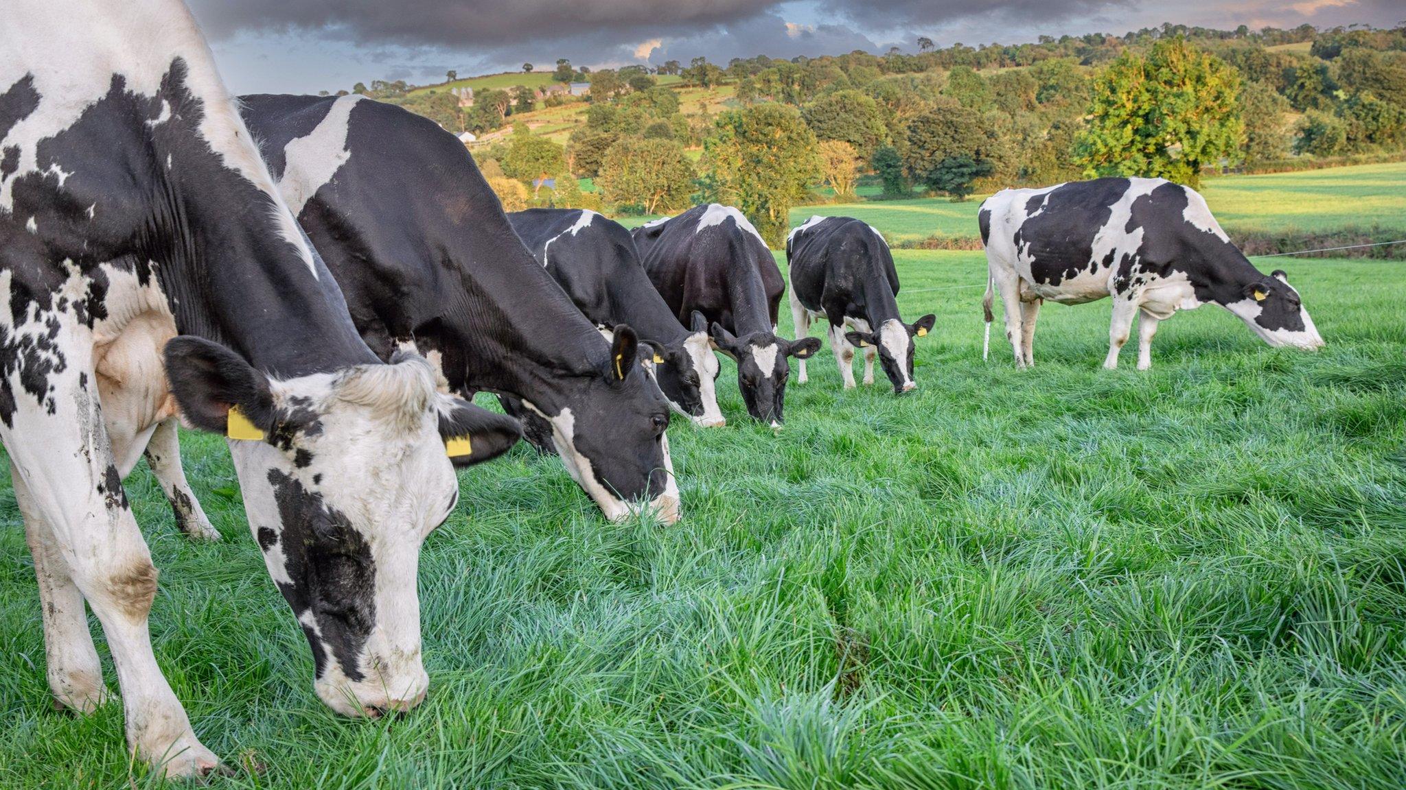 cows on farm