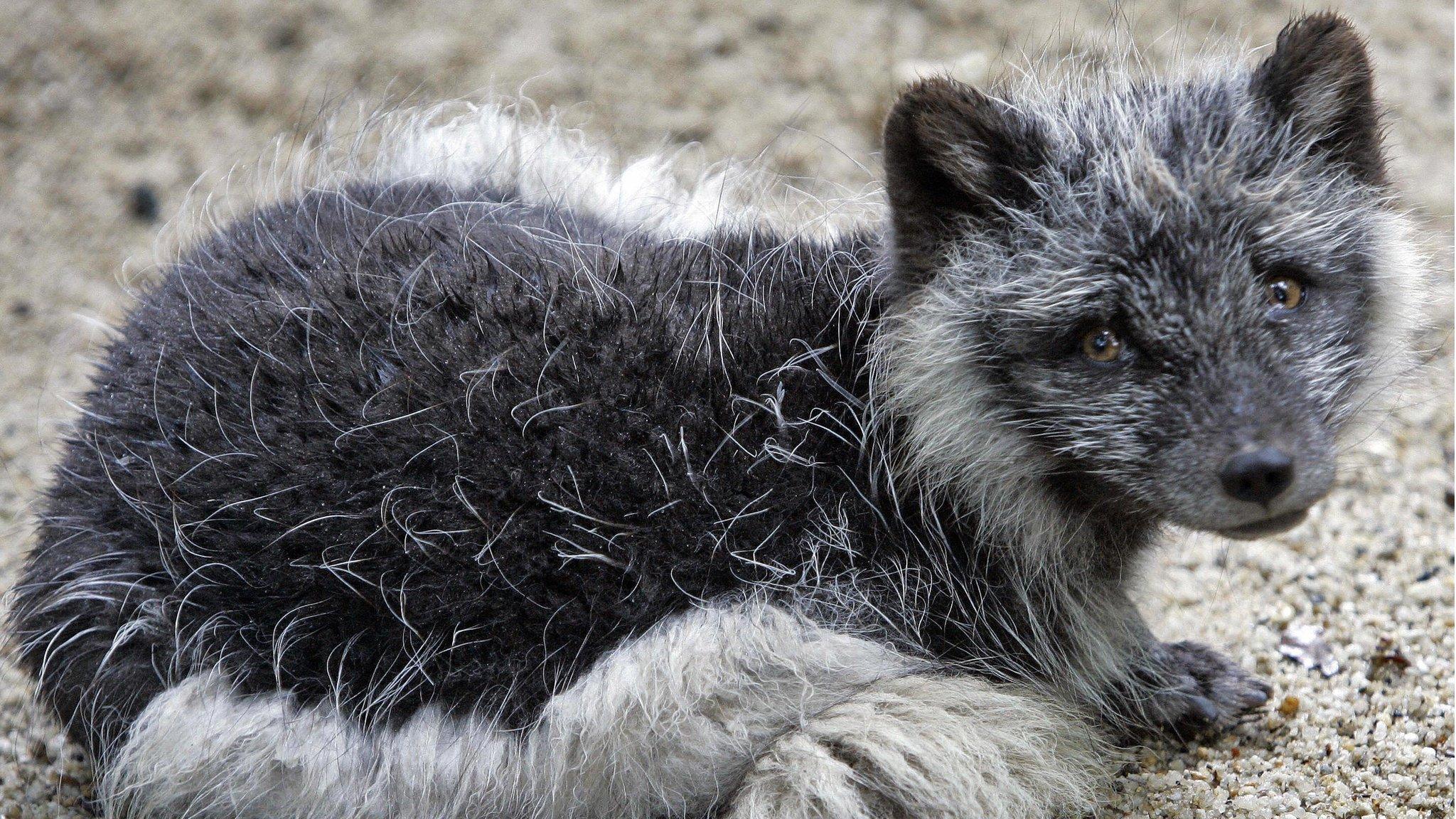 Arctic fox