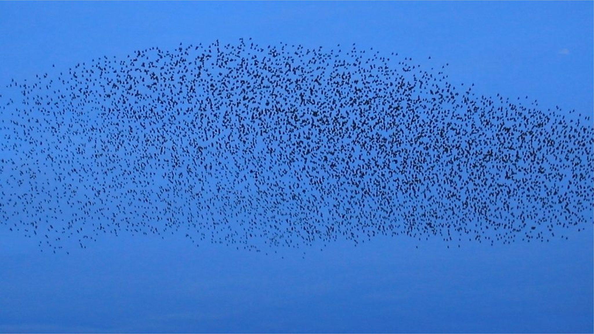 Starlings murmuration