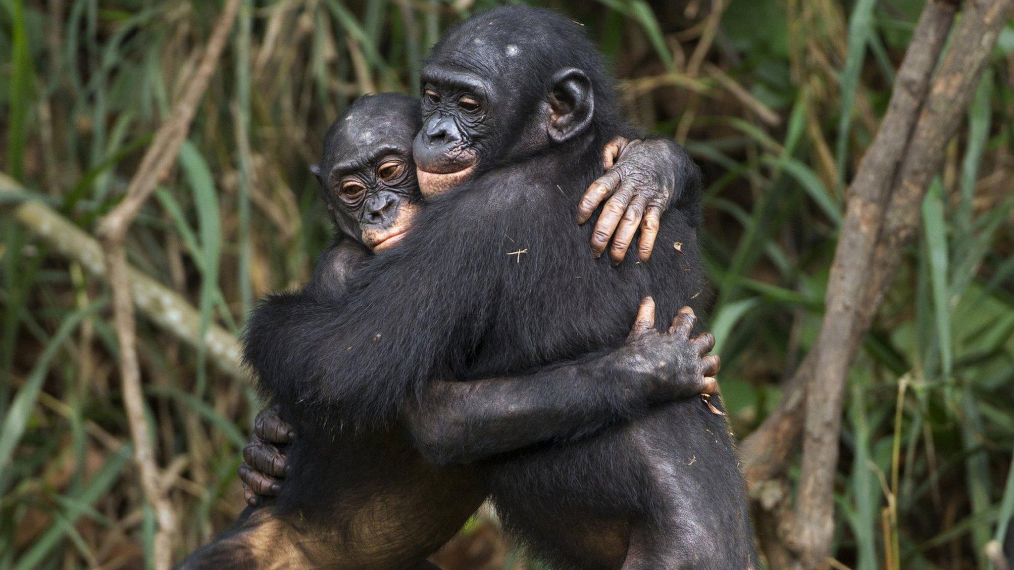 chimps-hugging