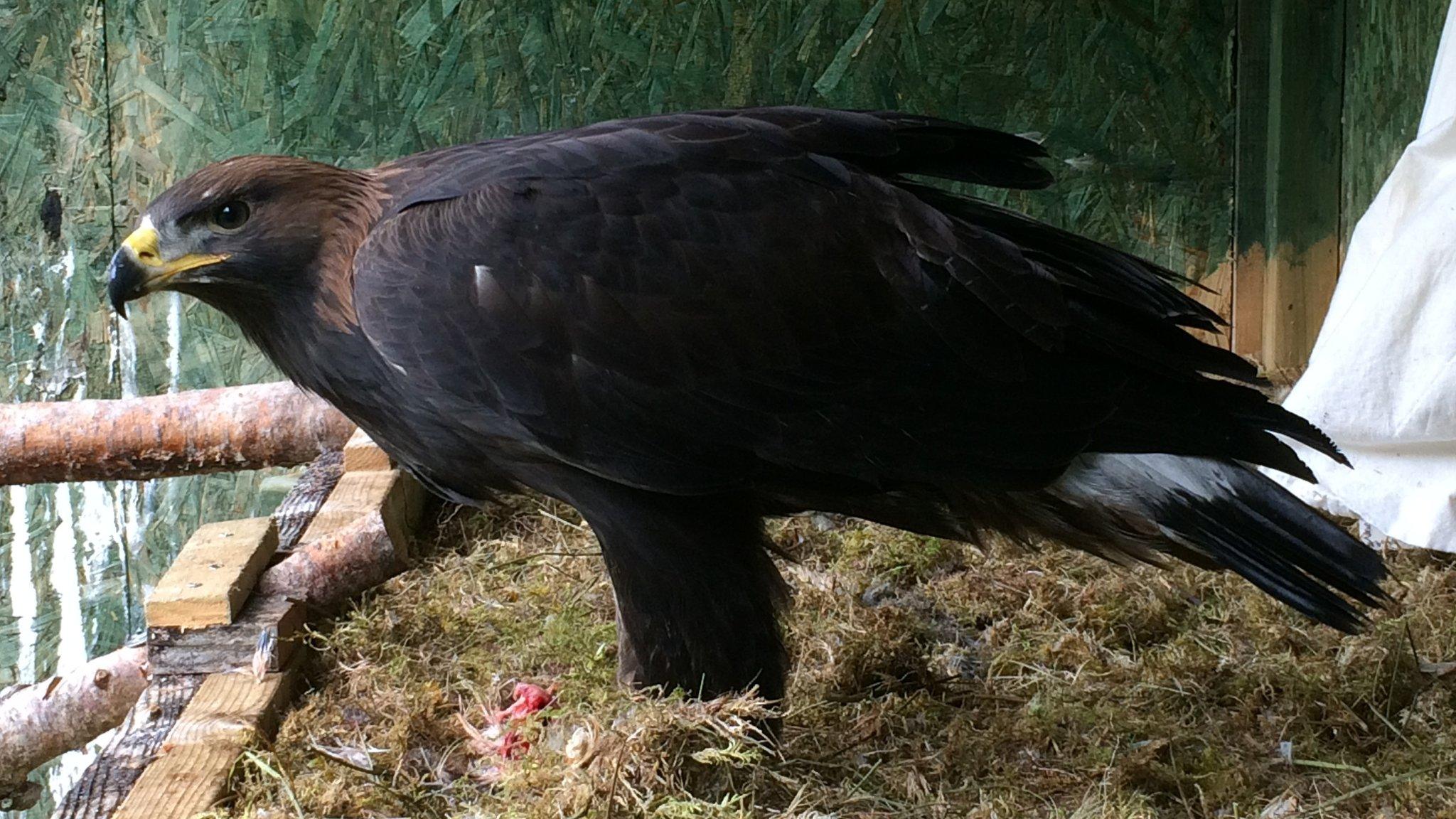 Golden Eagle