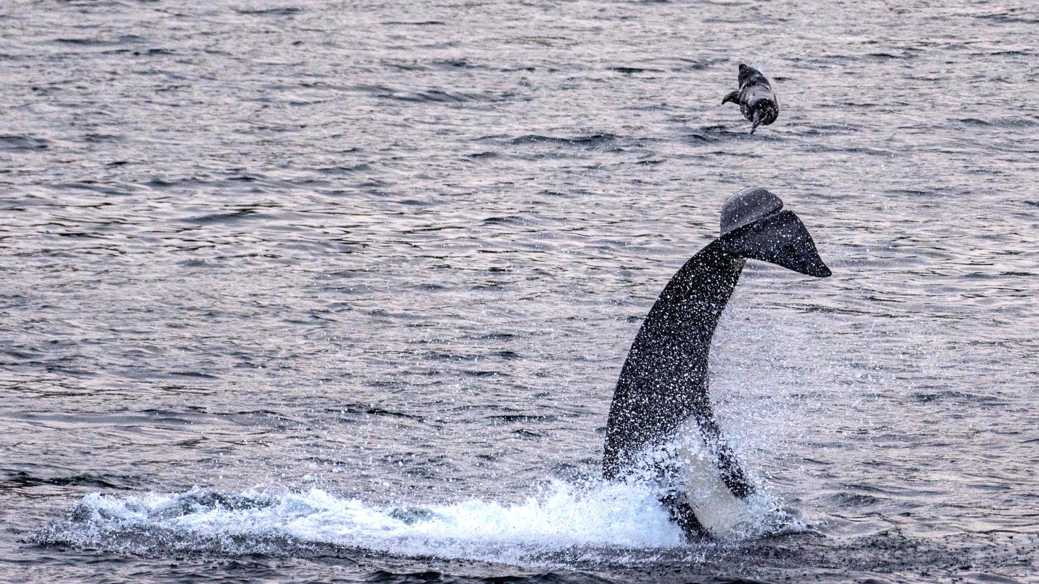 Killer whale flips seal