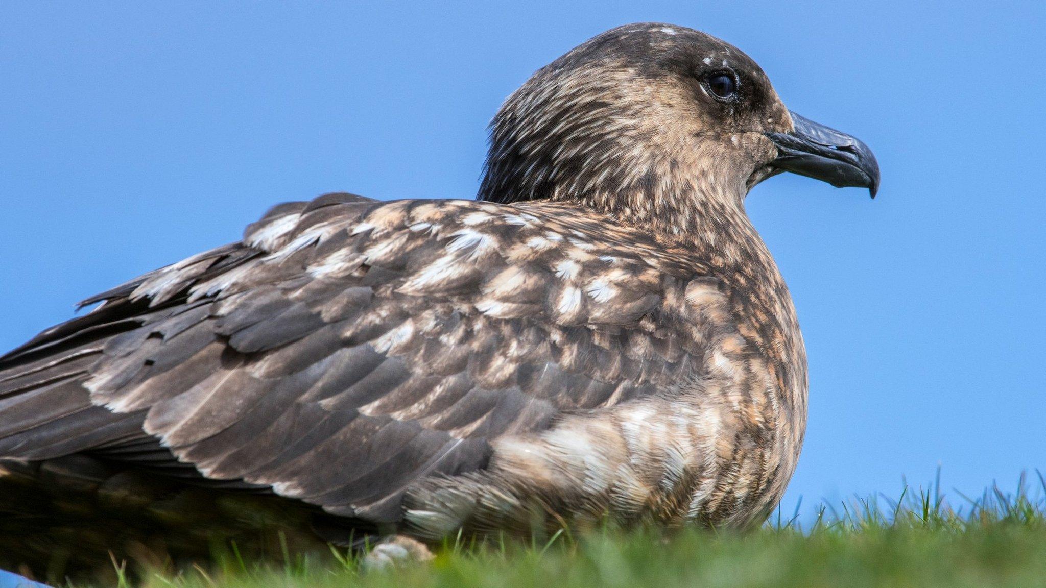 Great skua