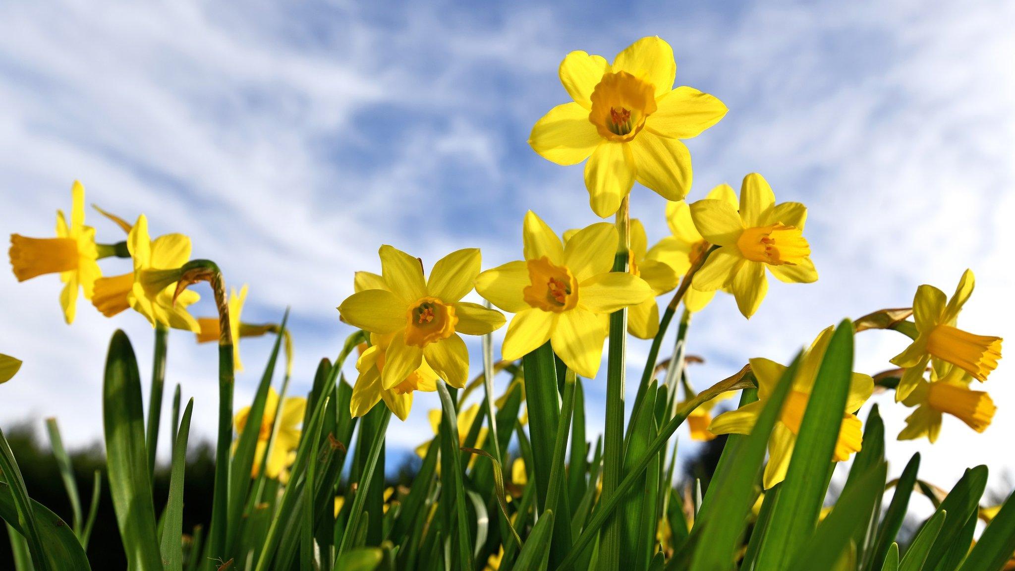 Daffodils