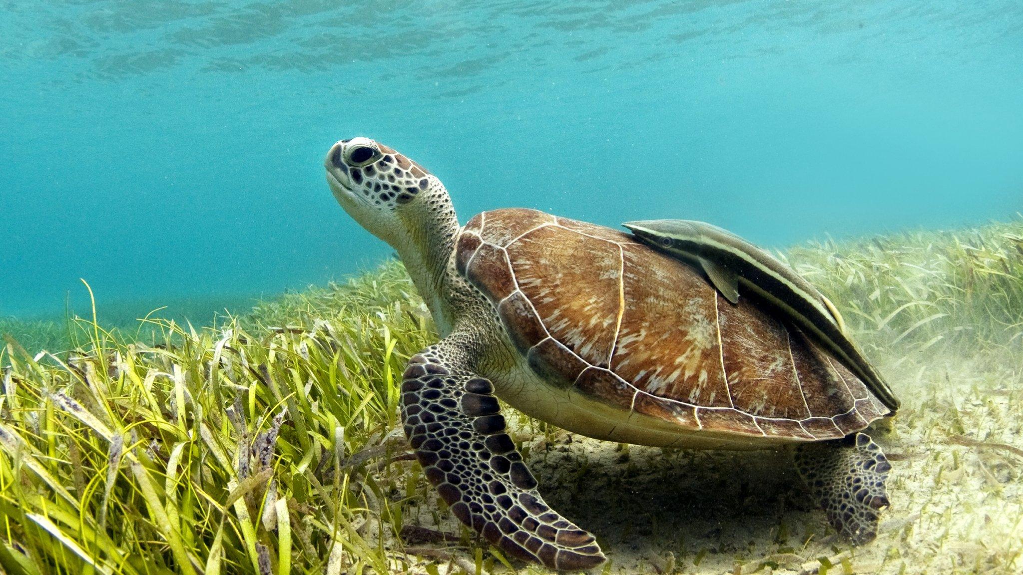 green sea turtle