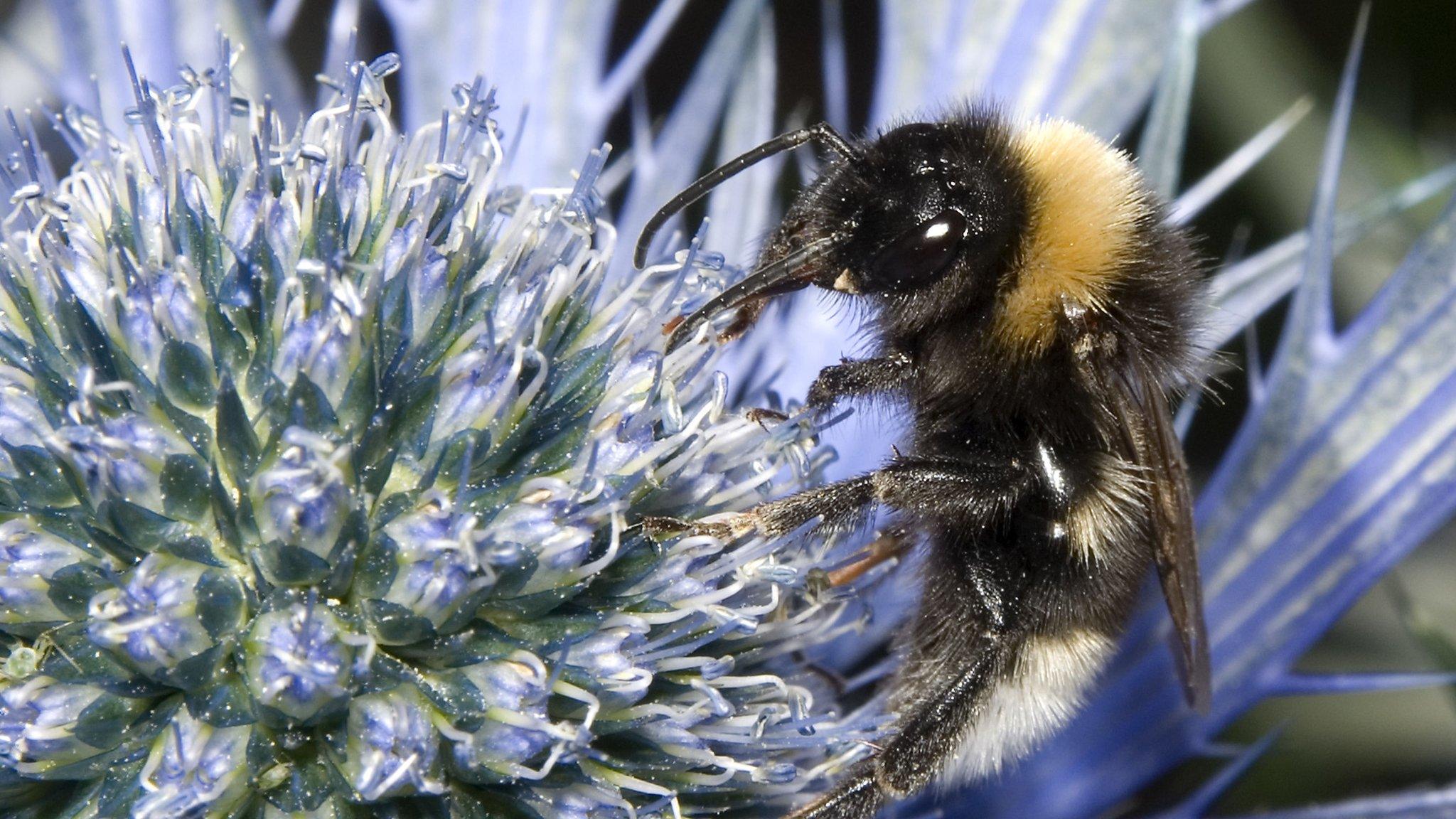 Bee on a flower