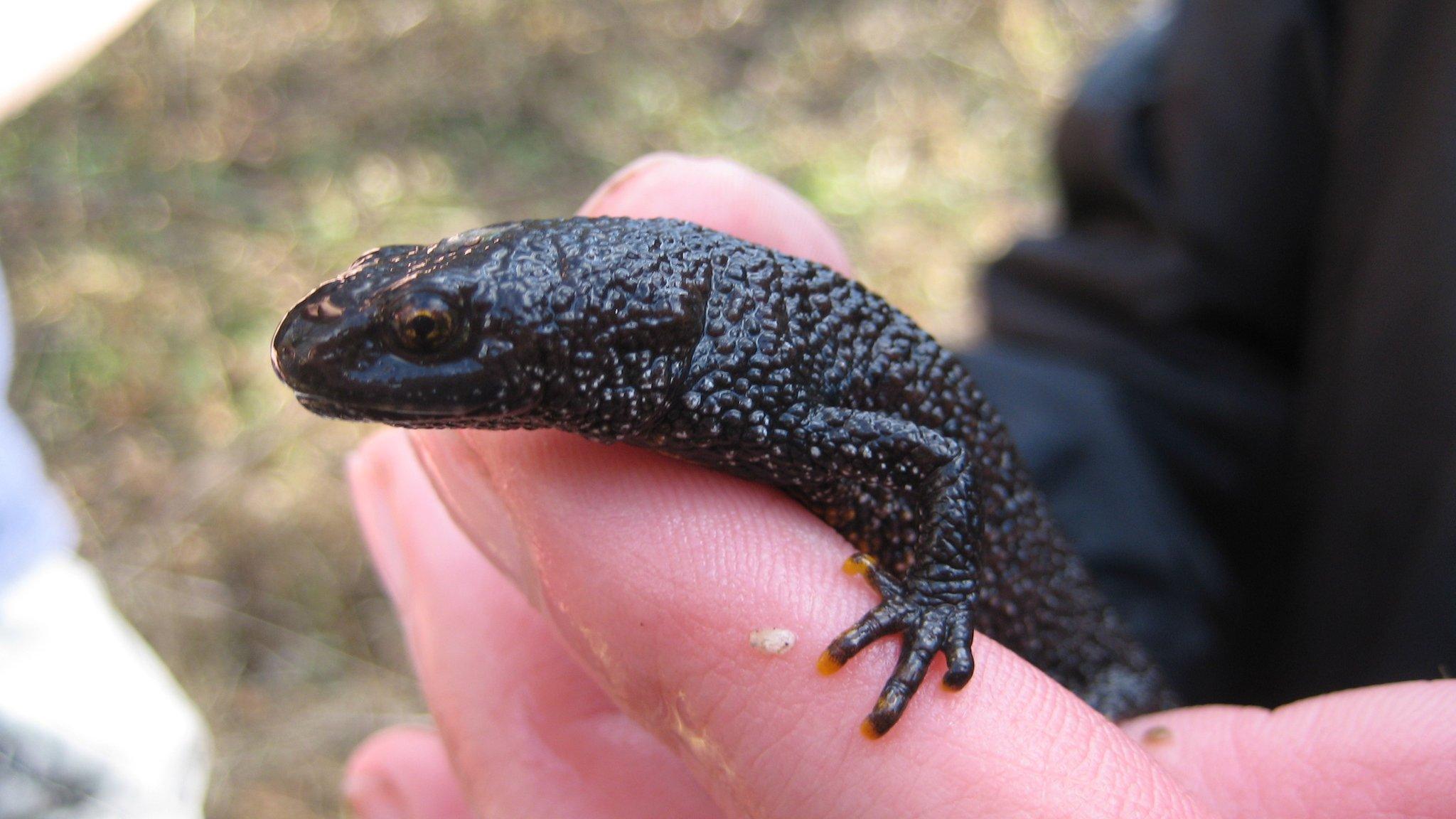 Great crested newt