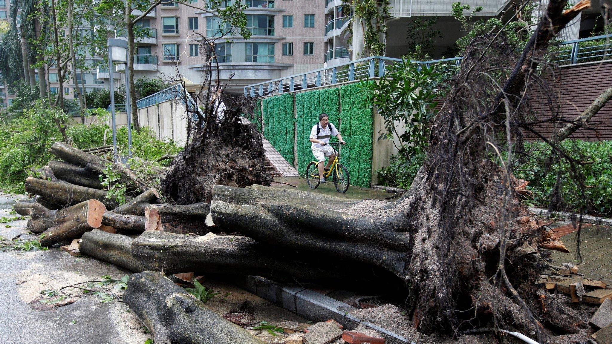 Man rides a bike sharing service bicycle past uprooted trees that have been cut after Typhoon Mangkhut hit Shenzhen