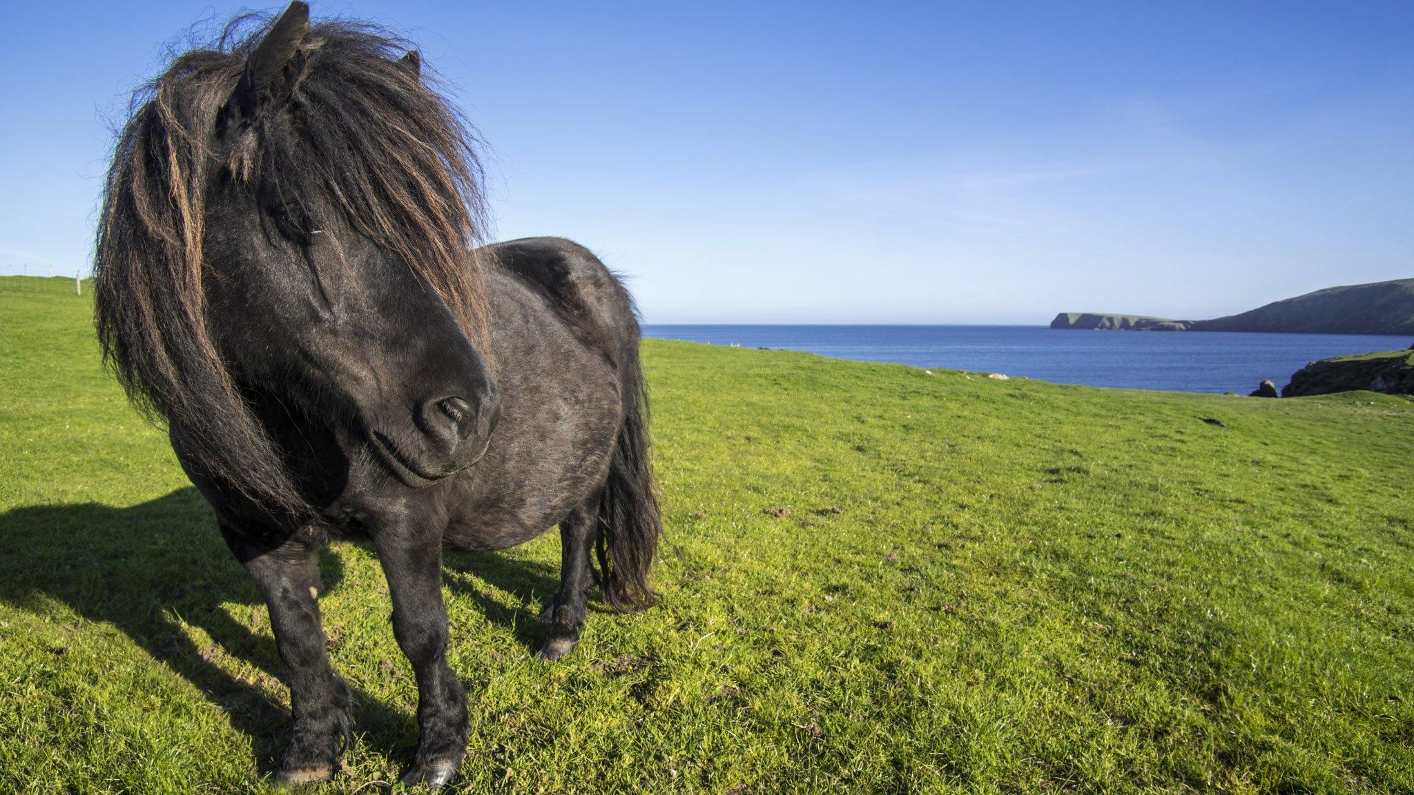 Shetland pony