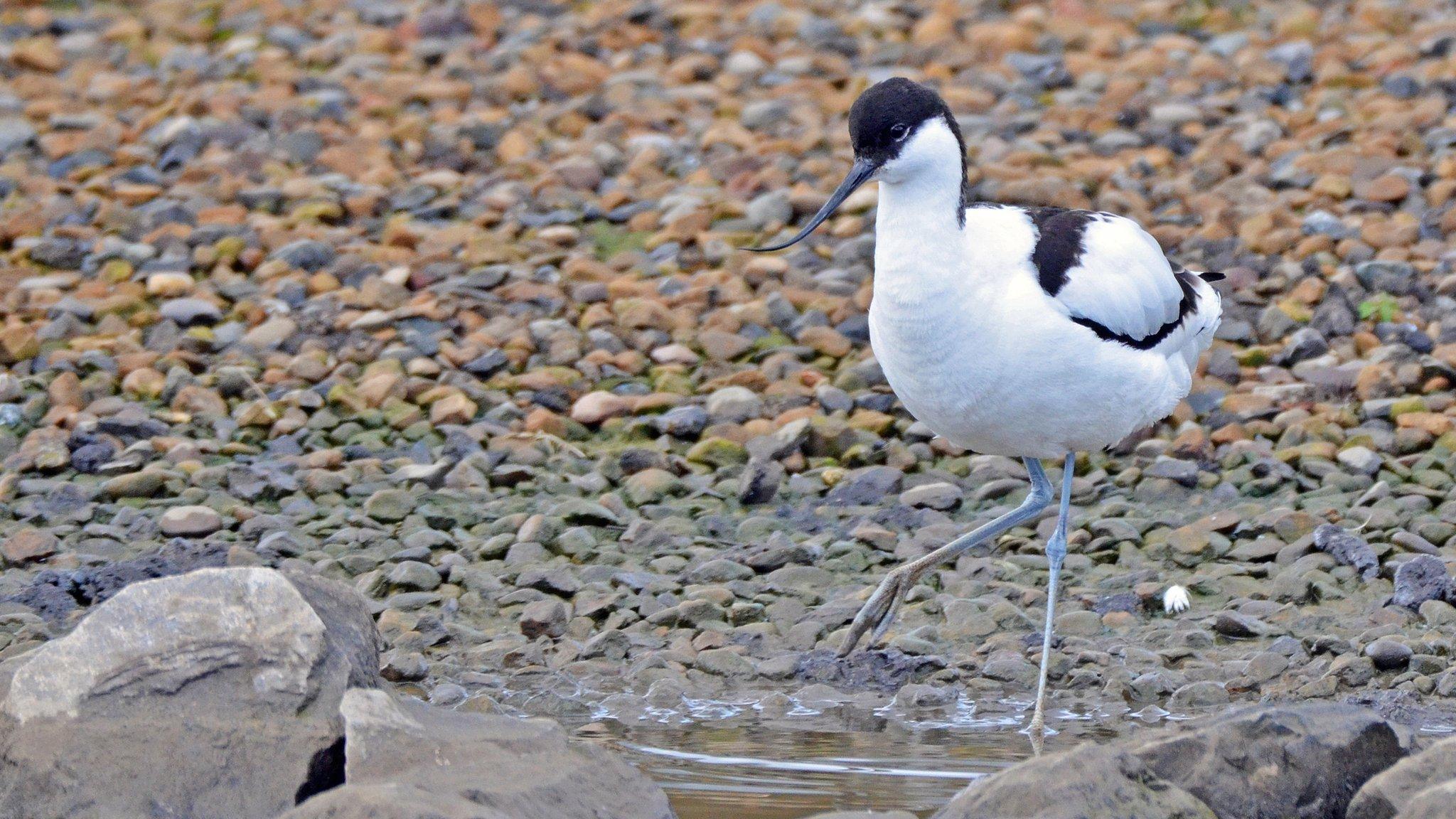 Avocet on new island