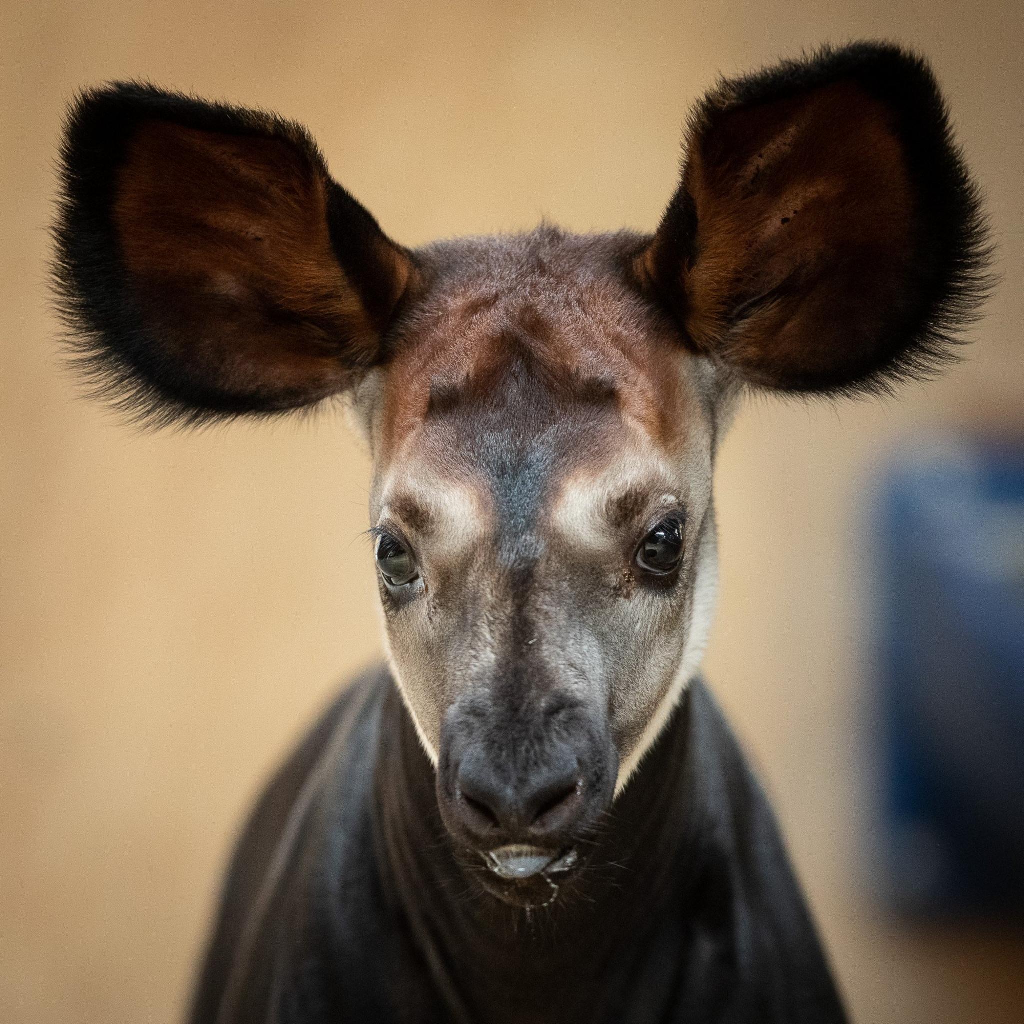 okapi.