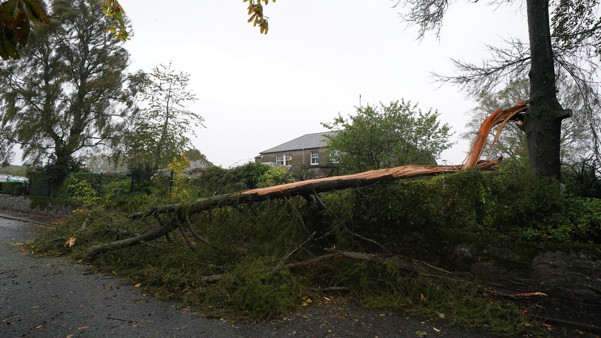 Fallen tree in Brechin