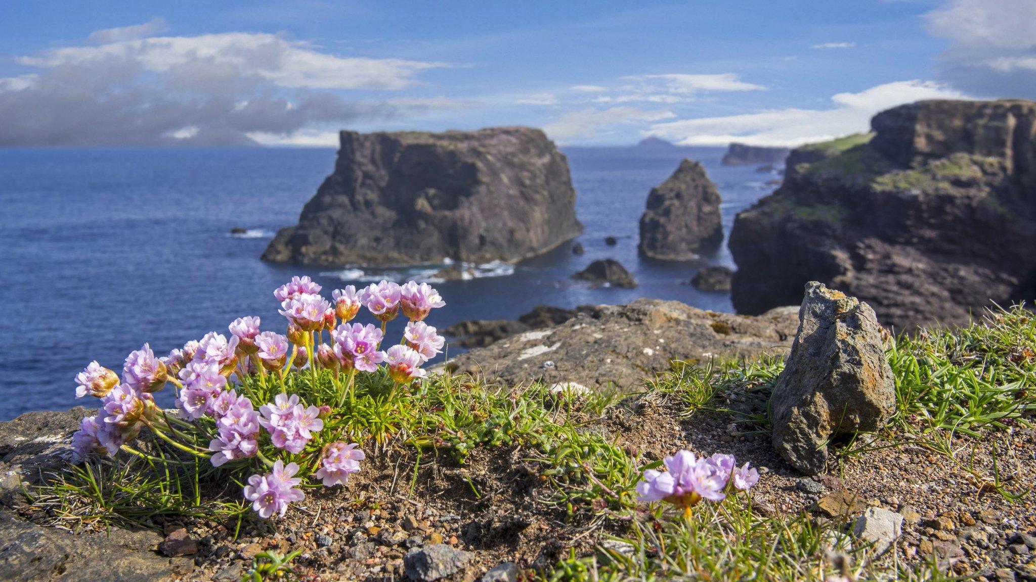 sea thrift in flower