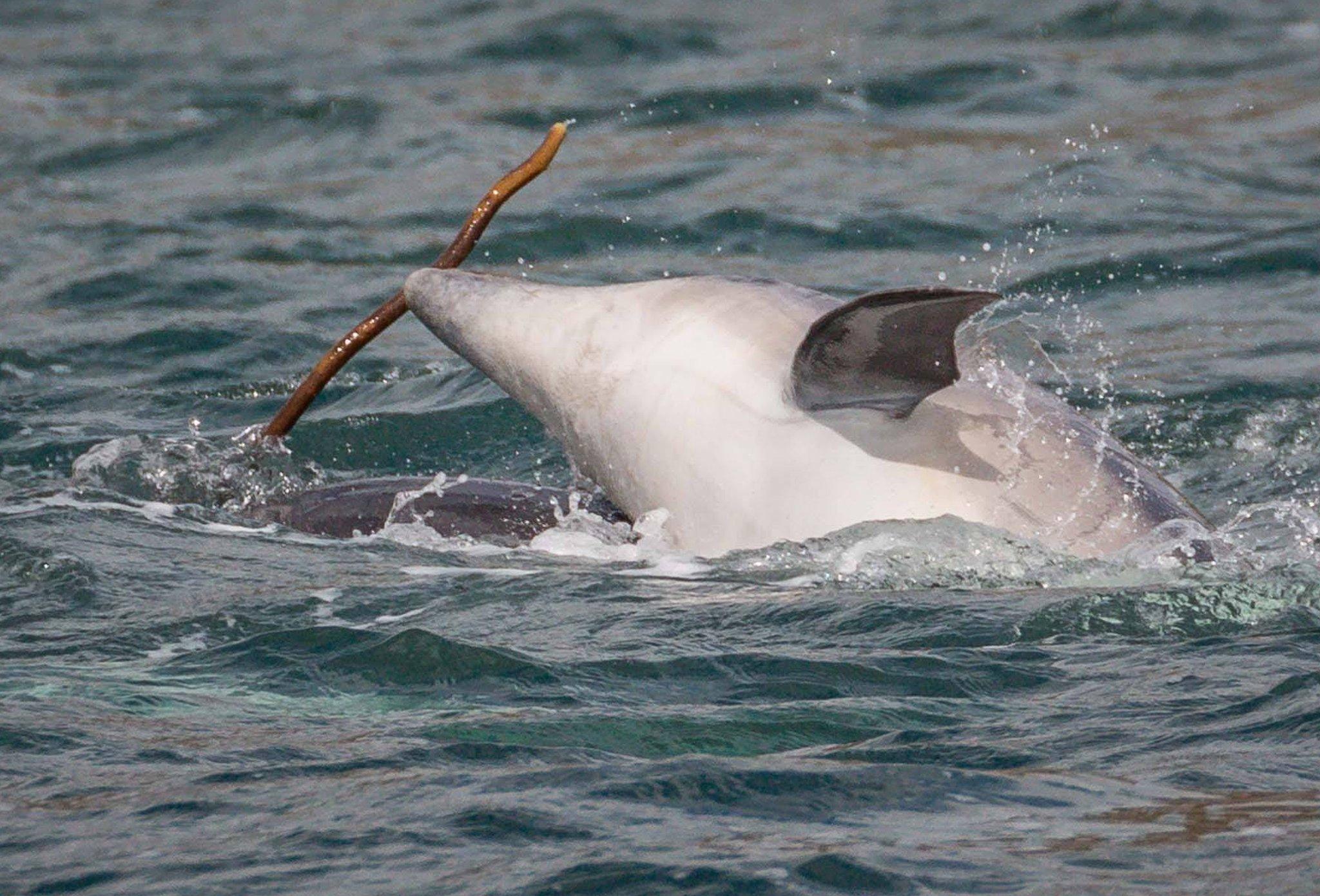 Bottlenose dolphin Kenobi playing with seaweed