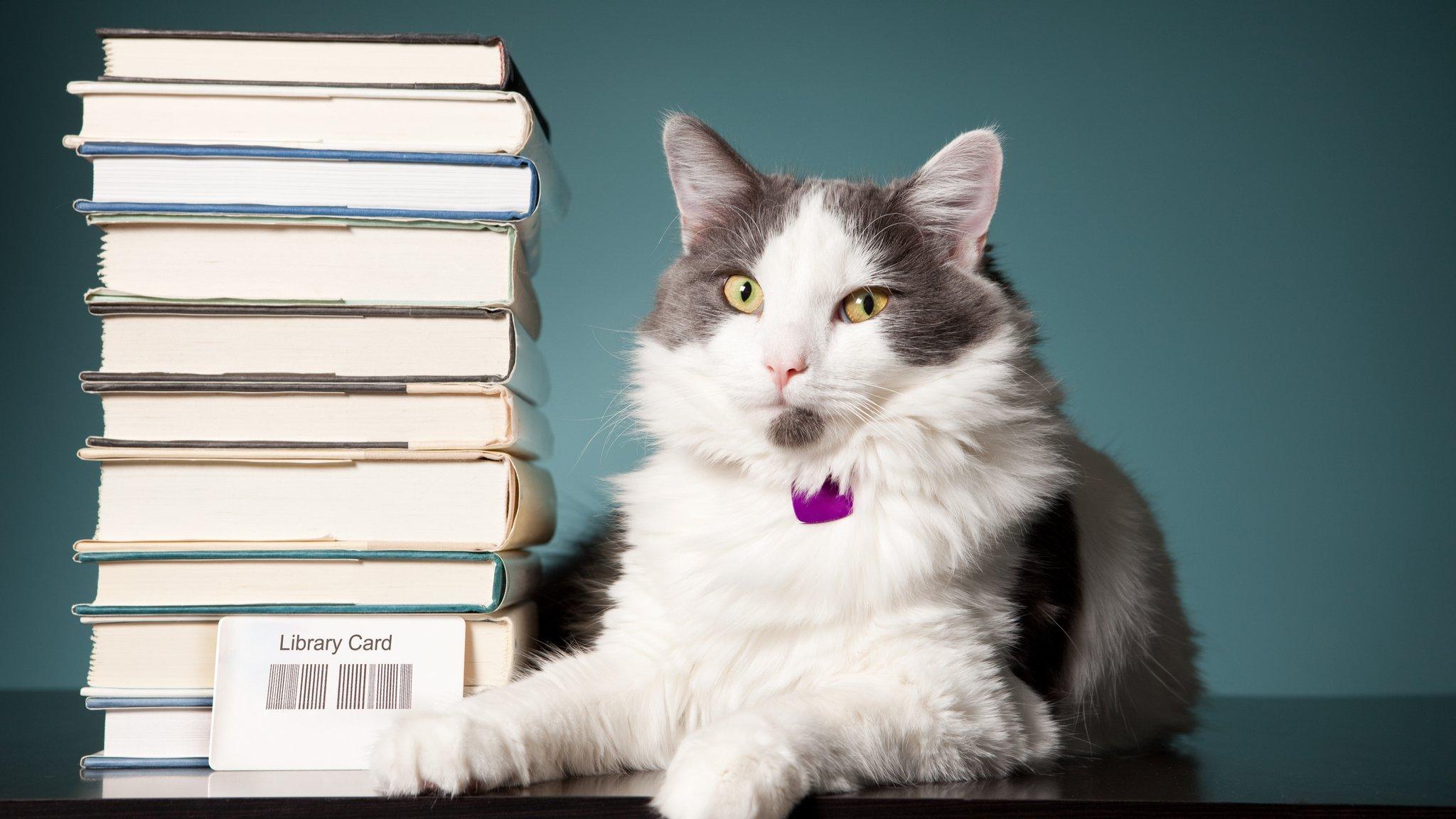 cat-with-books.