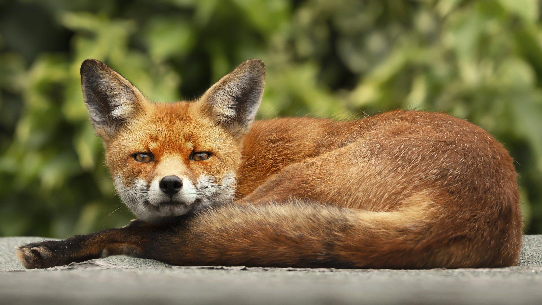 fox-relaxing.