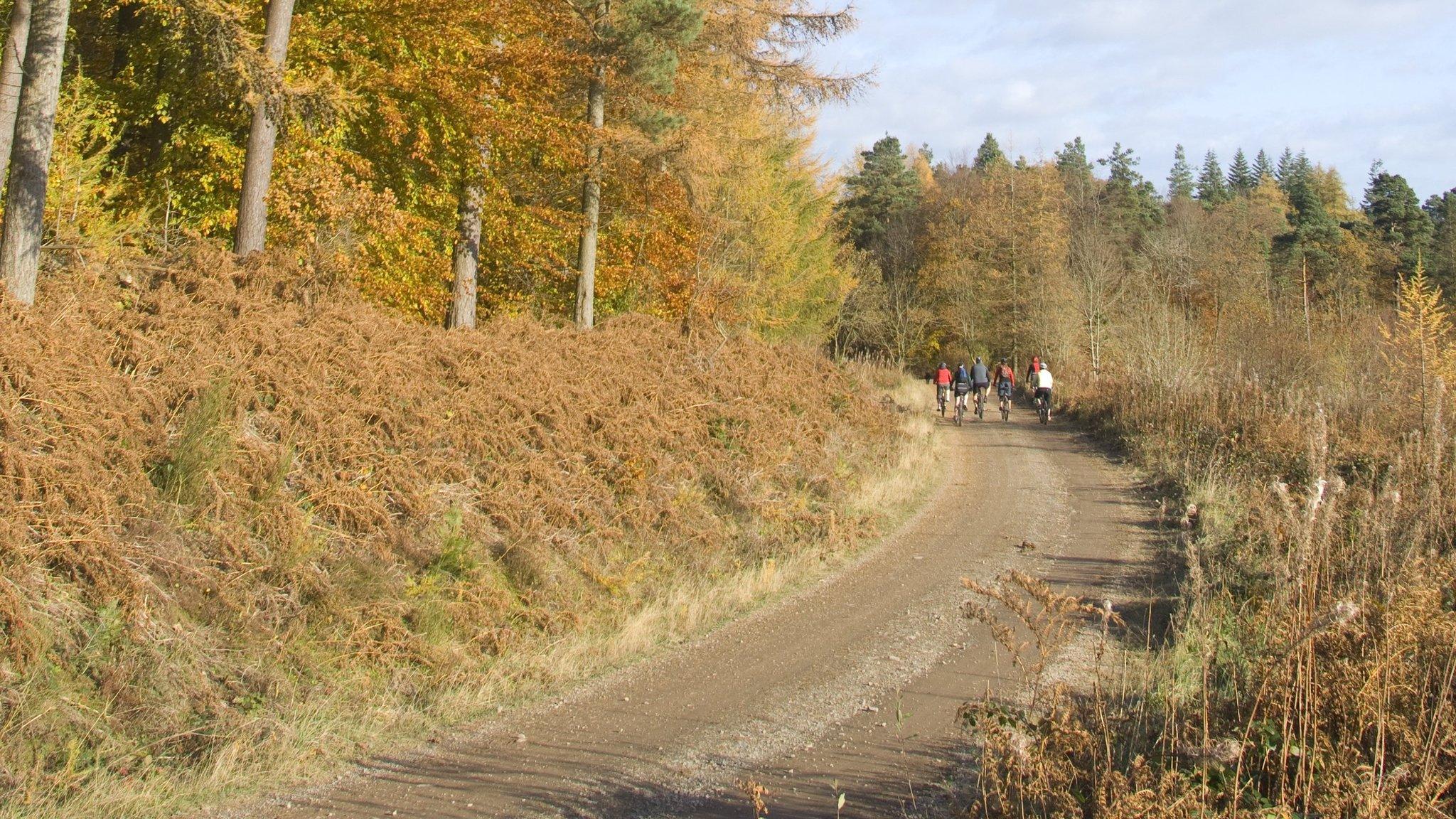 Mabie forest