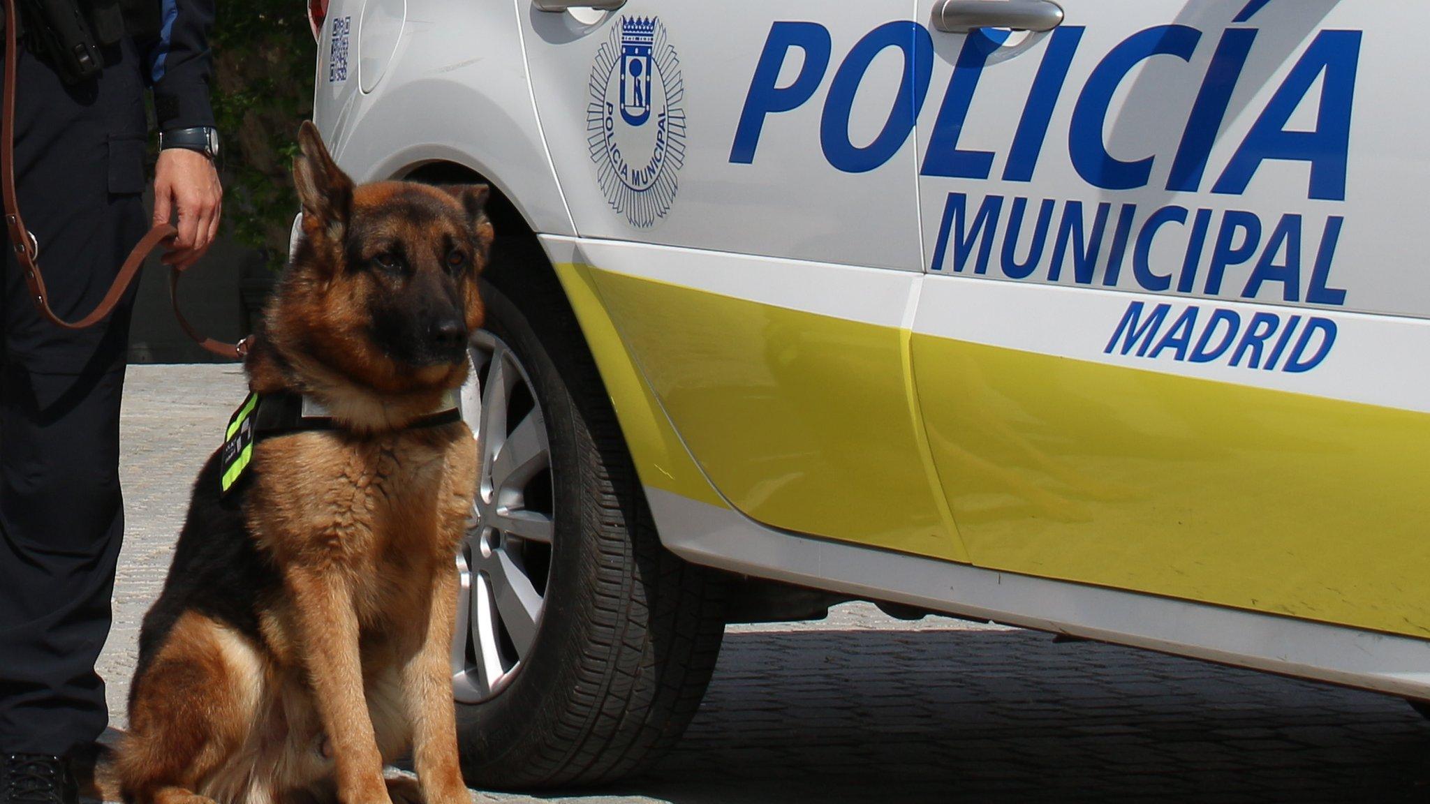 A dog sit next to a police car of Madrid's municipal police