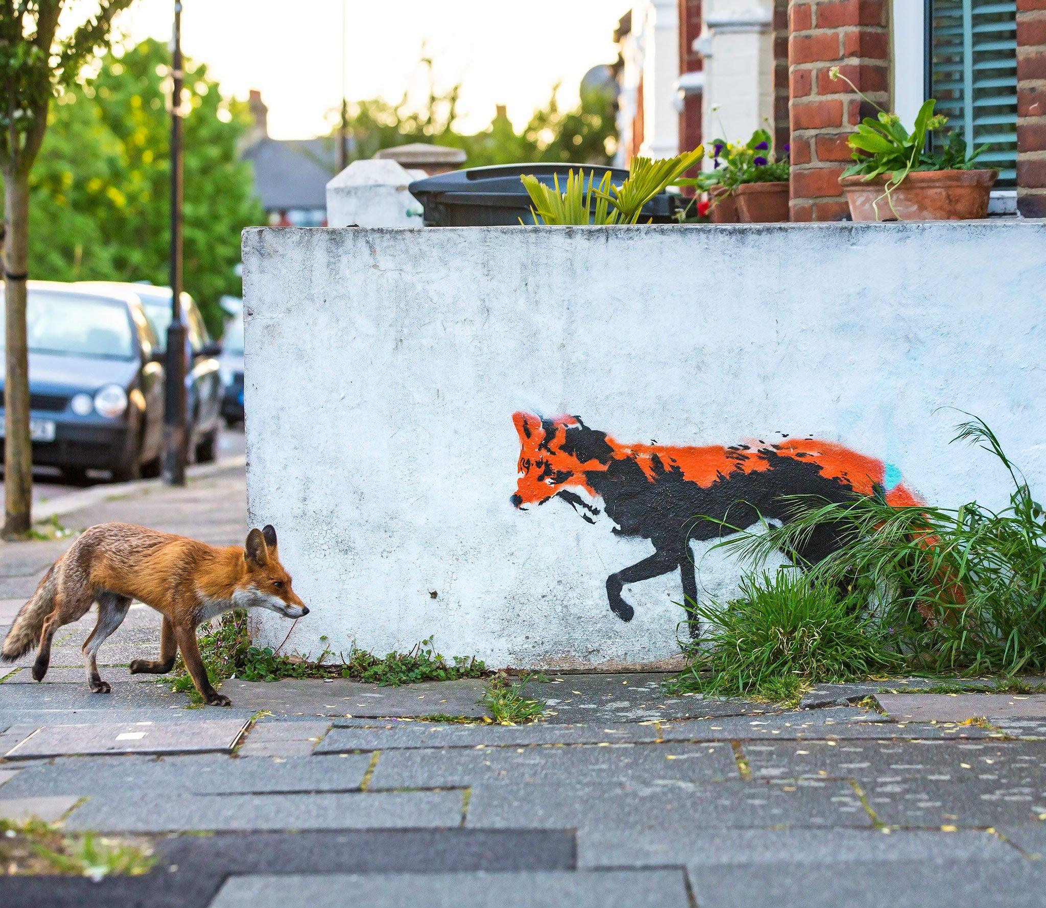 Urban fox