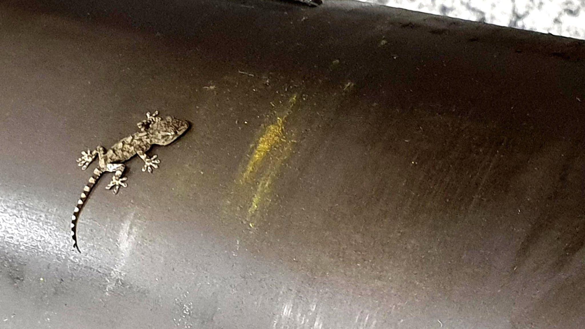 Gecko found in Aberdeen