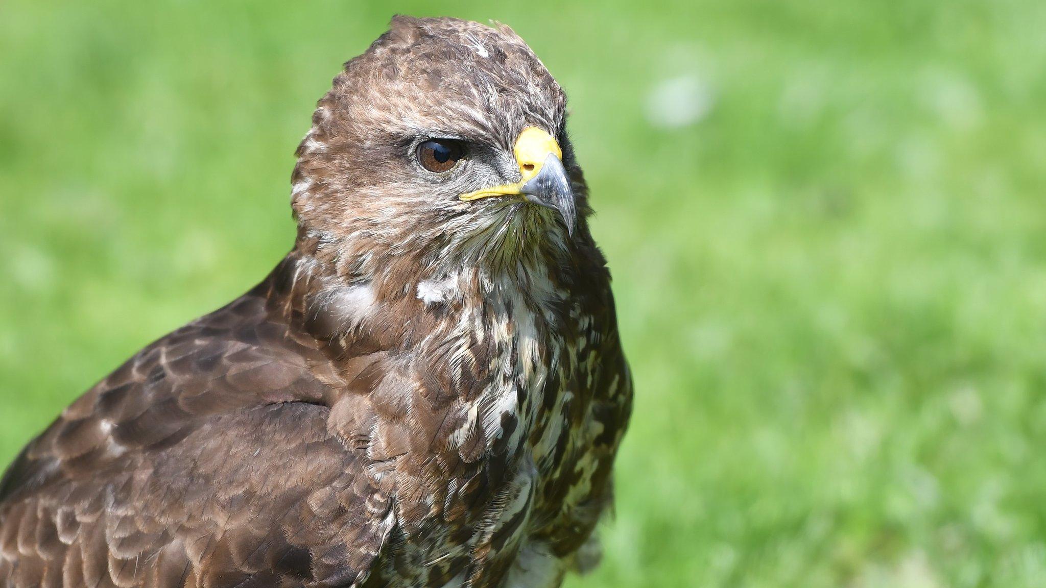 Common Buzzard