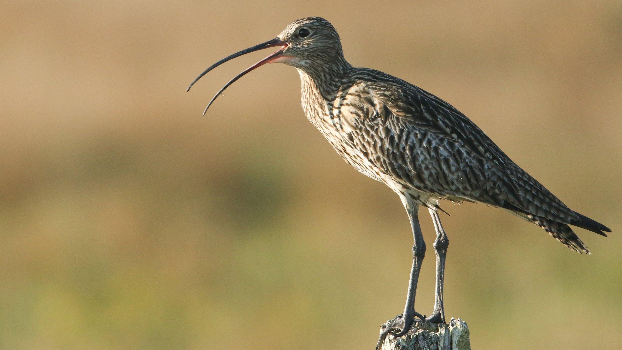 Curlew - small bird with a long beak