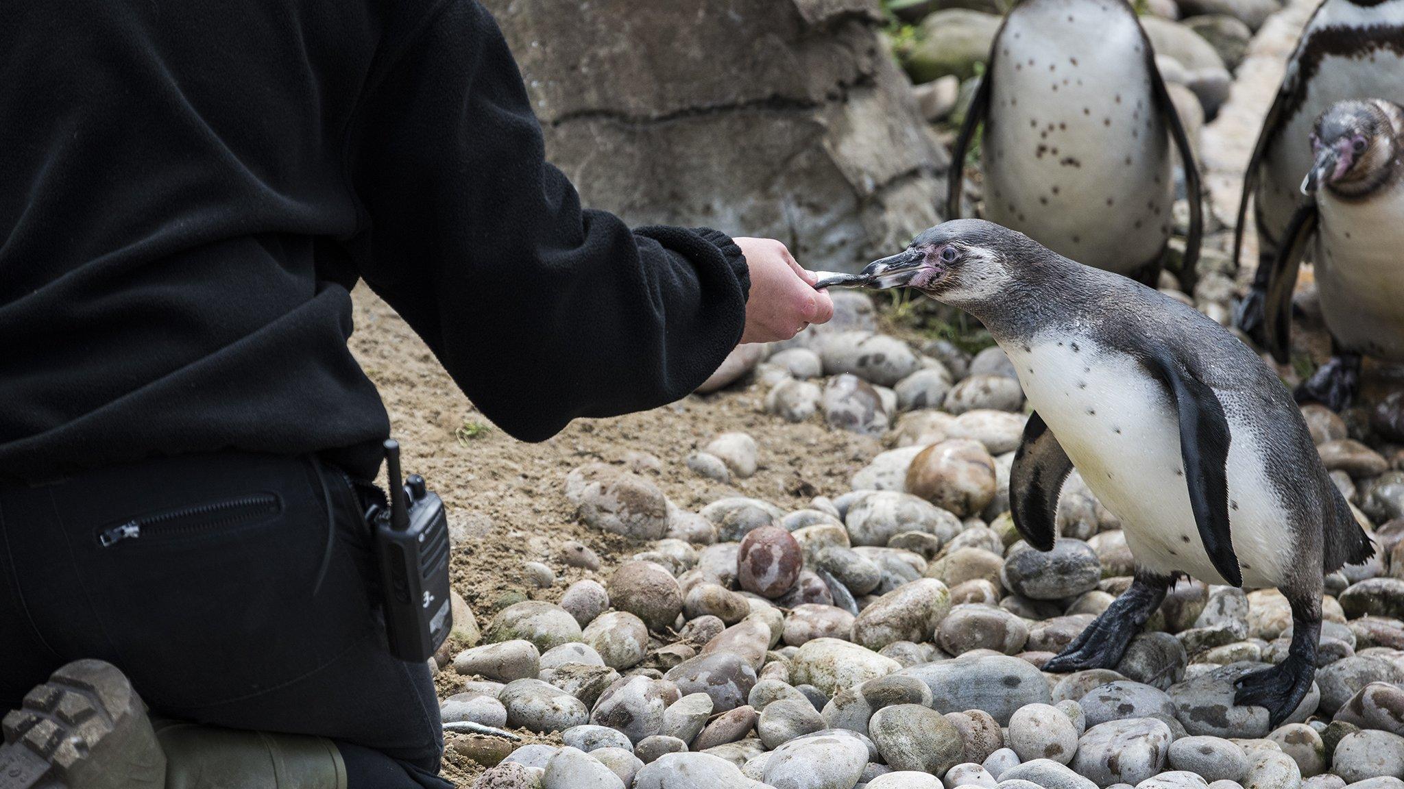 Child feeding penguin