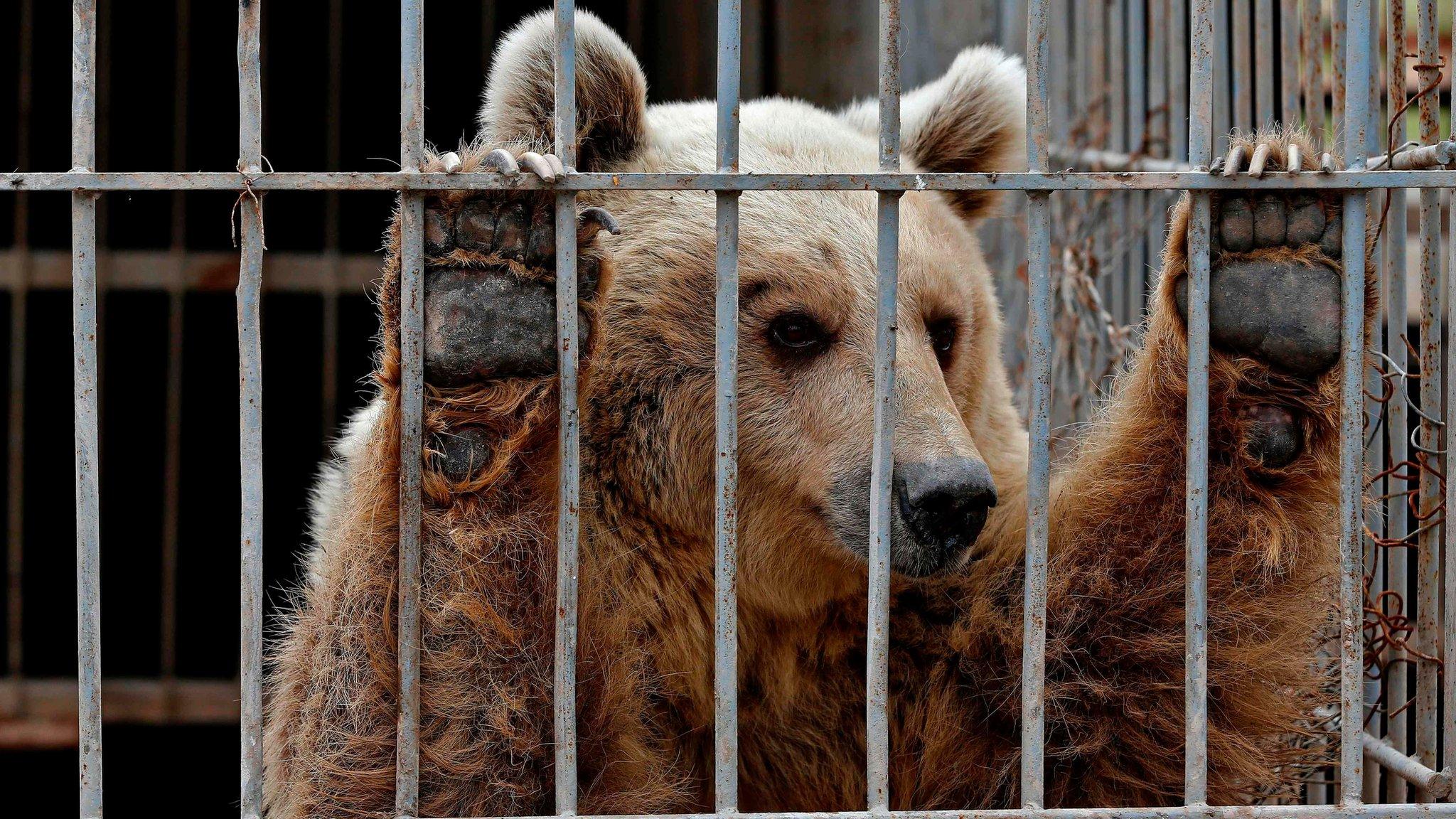 File photo from 28 March 2017 shows Lula, an abandoned bear, in a cage at a zoo in Mosul