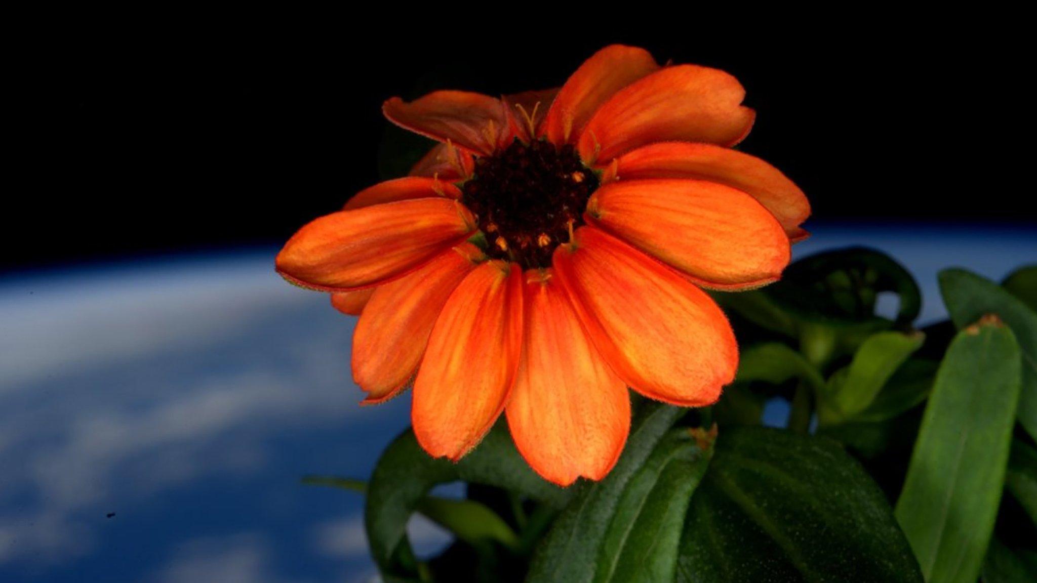 Zinnia blooming in space