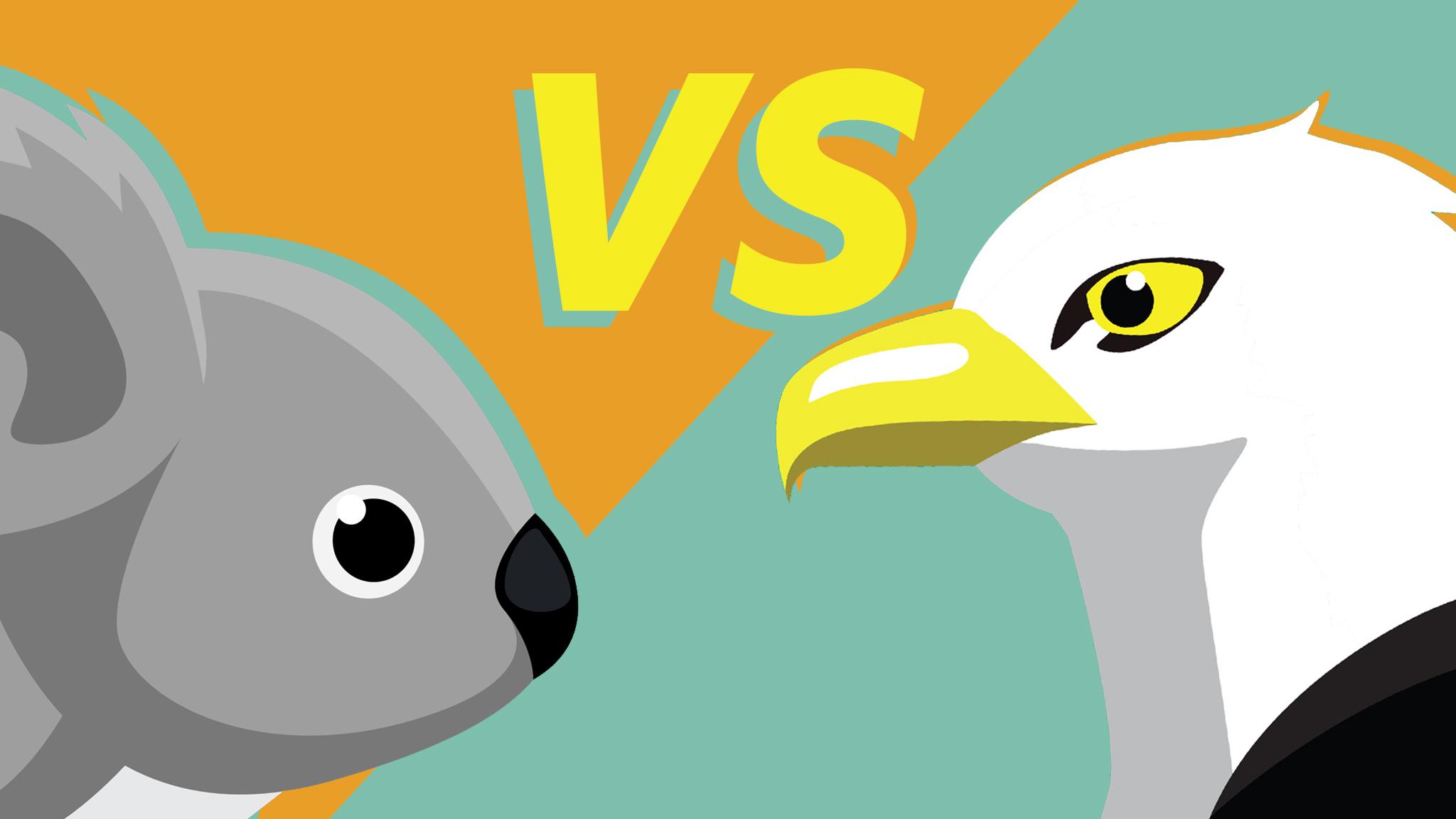 koala-faces-off-against-eagle