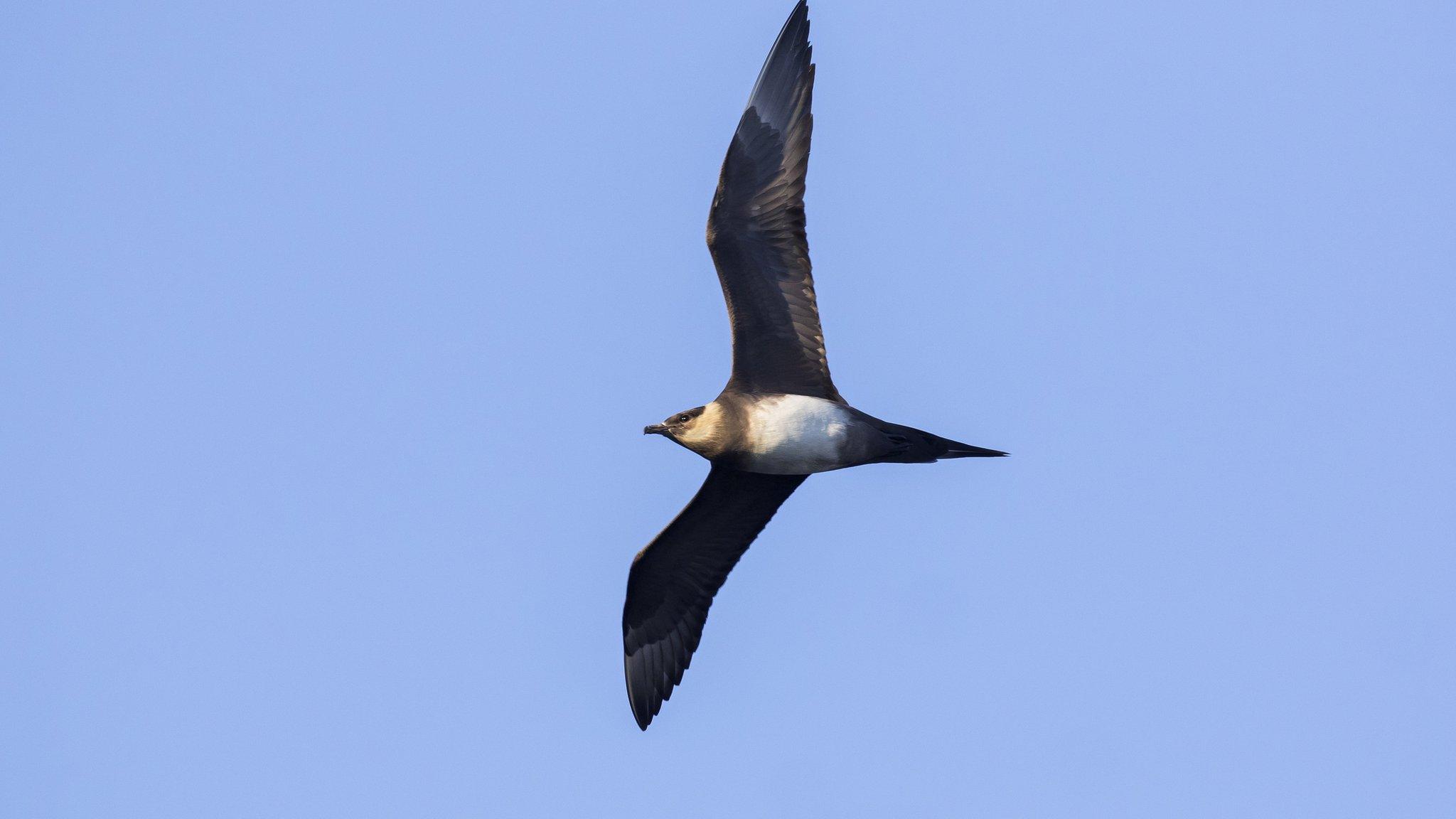 arctic-skua-flying