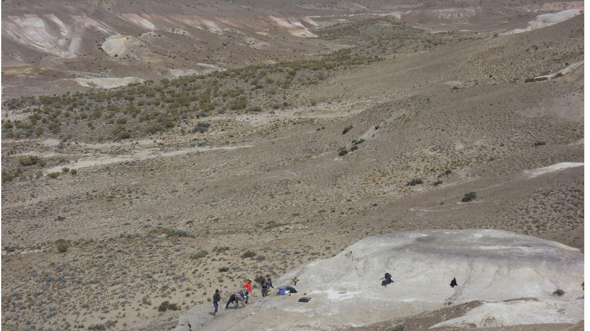 The fossils were unearthed in Patagonia, Argentina